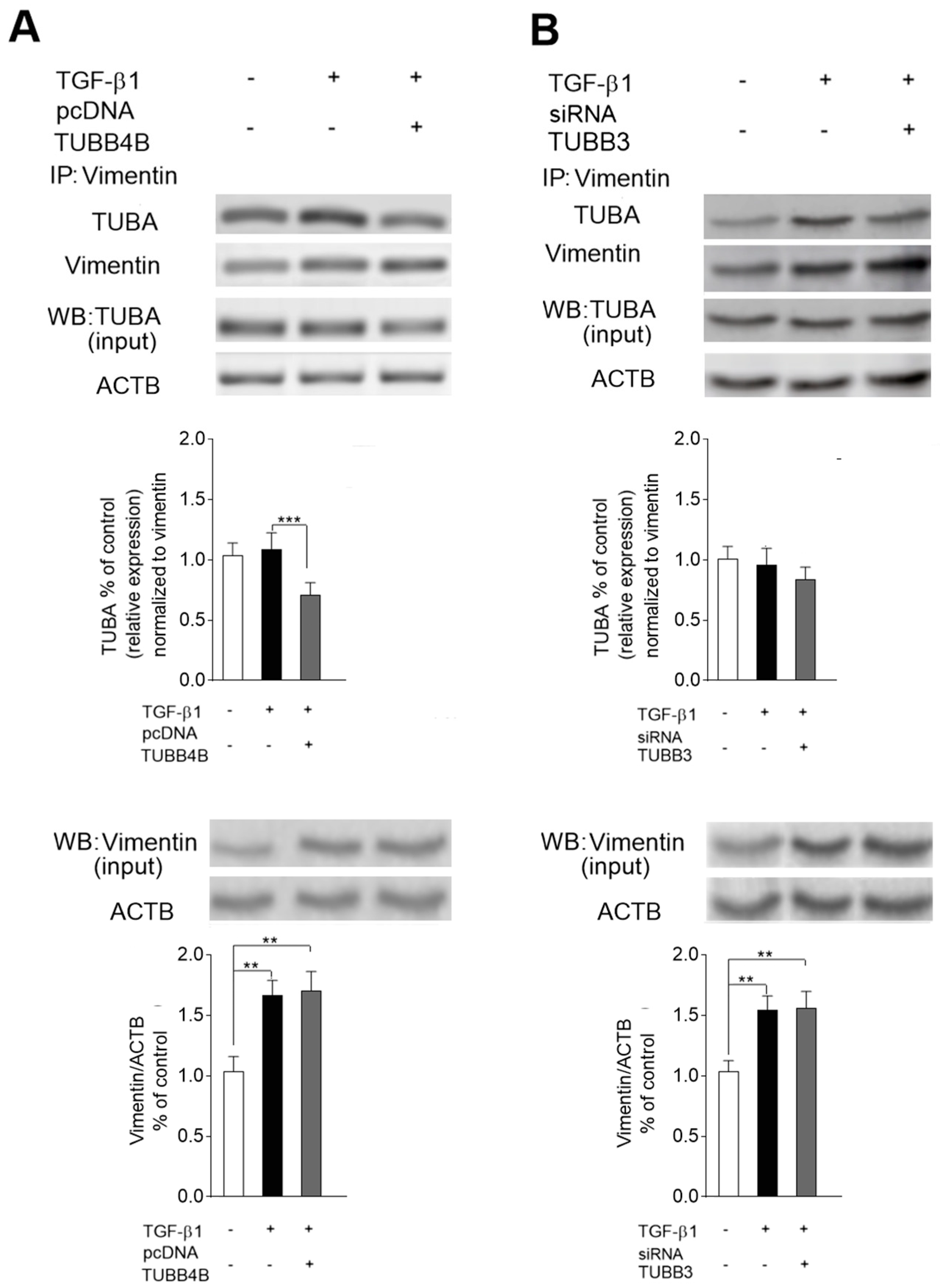 Cells 08 00810 g005 Cells 08 00810 g005