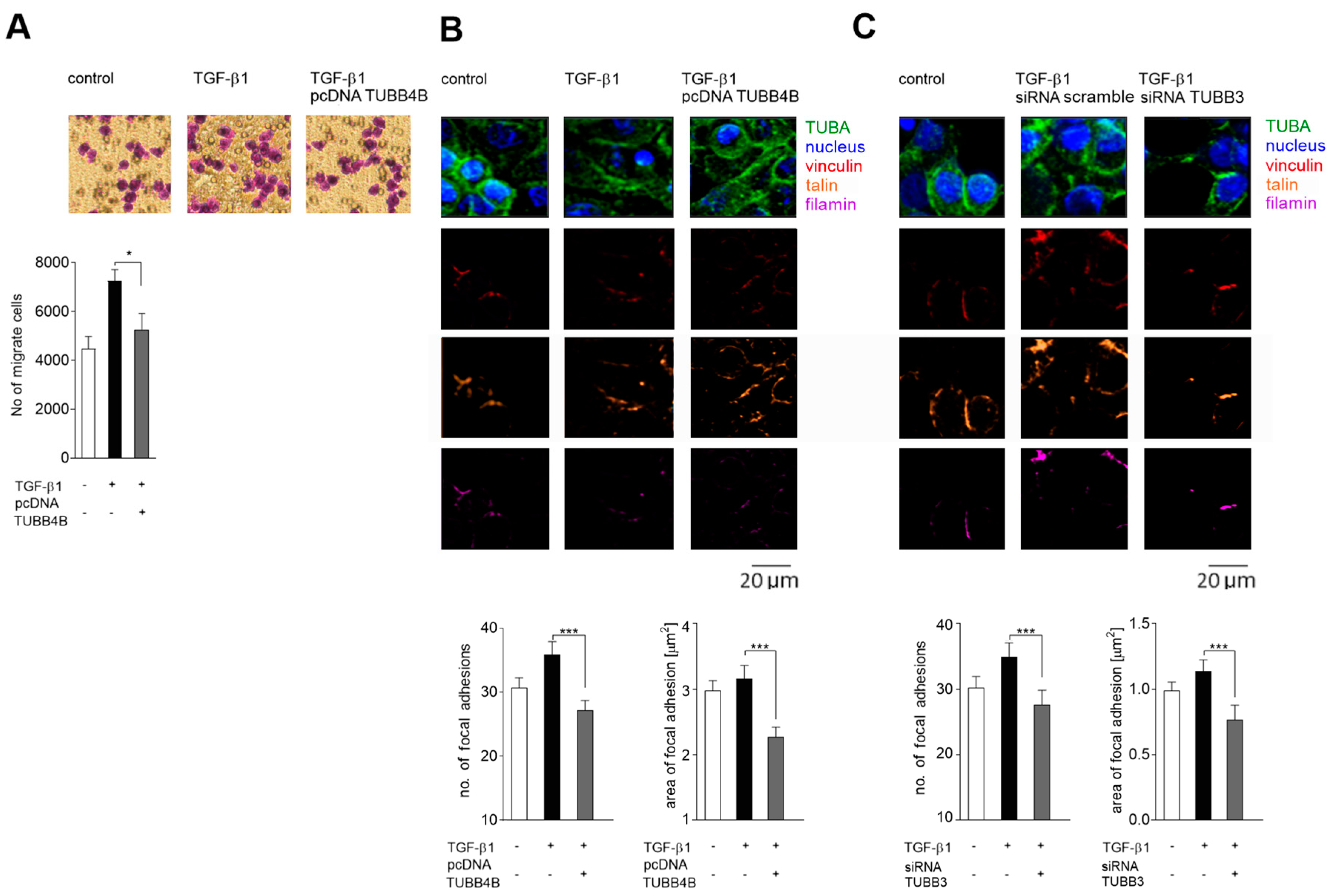 Cells 08 00810 g006 Cells 08 00810 g006