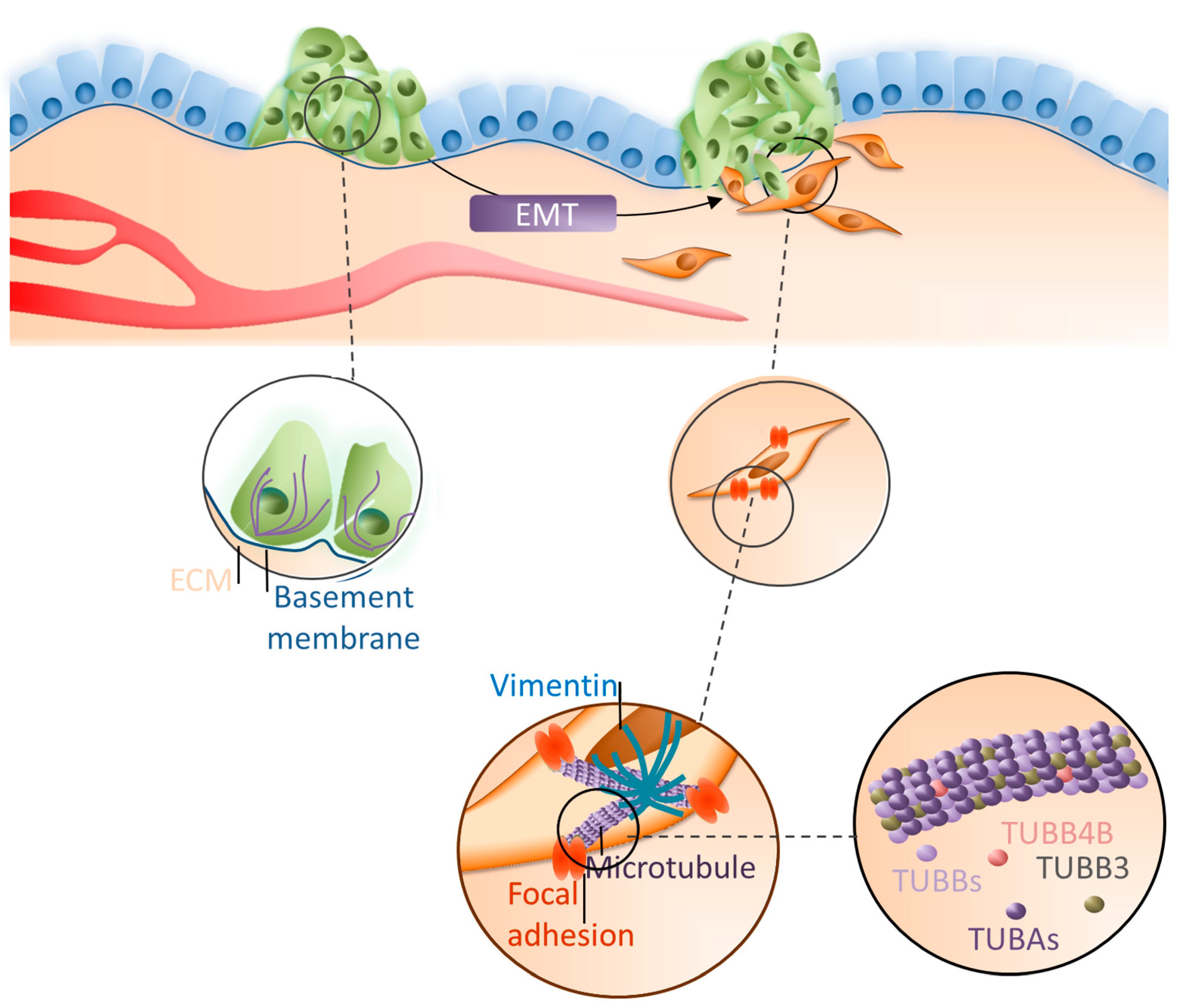 Cells 08 00810 g007 Cells 08 00810 g007