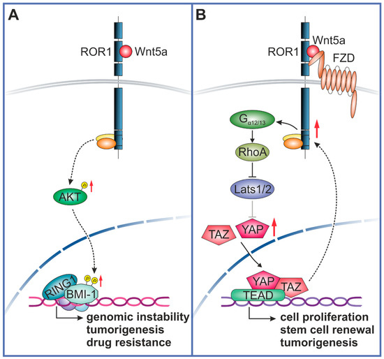 Cells Free FullText Molecular Mechanisms Associated with ROR1