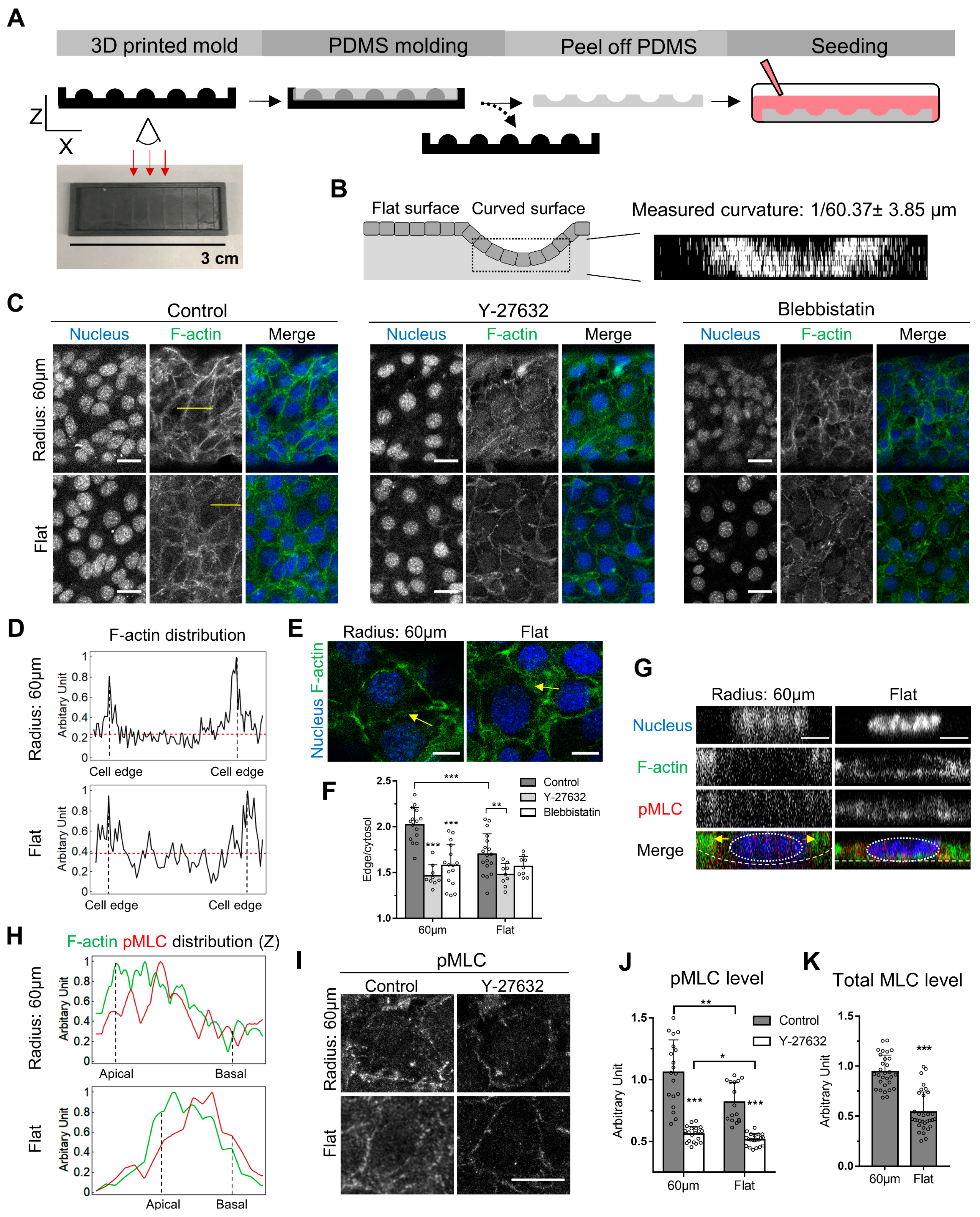 Cells 08 00813 g001