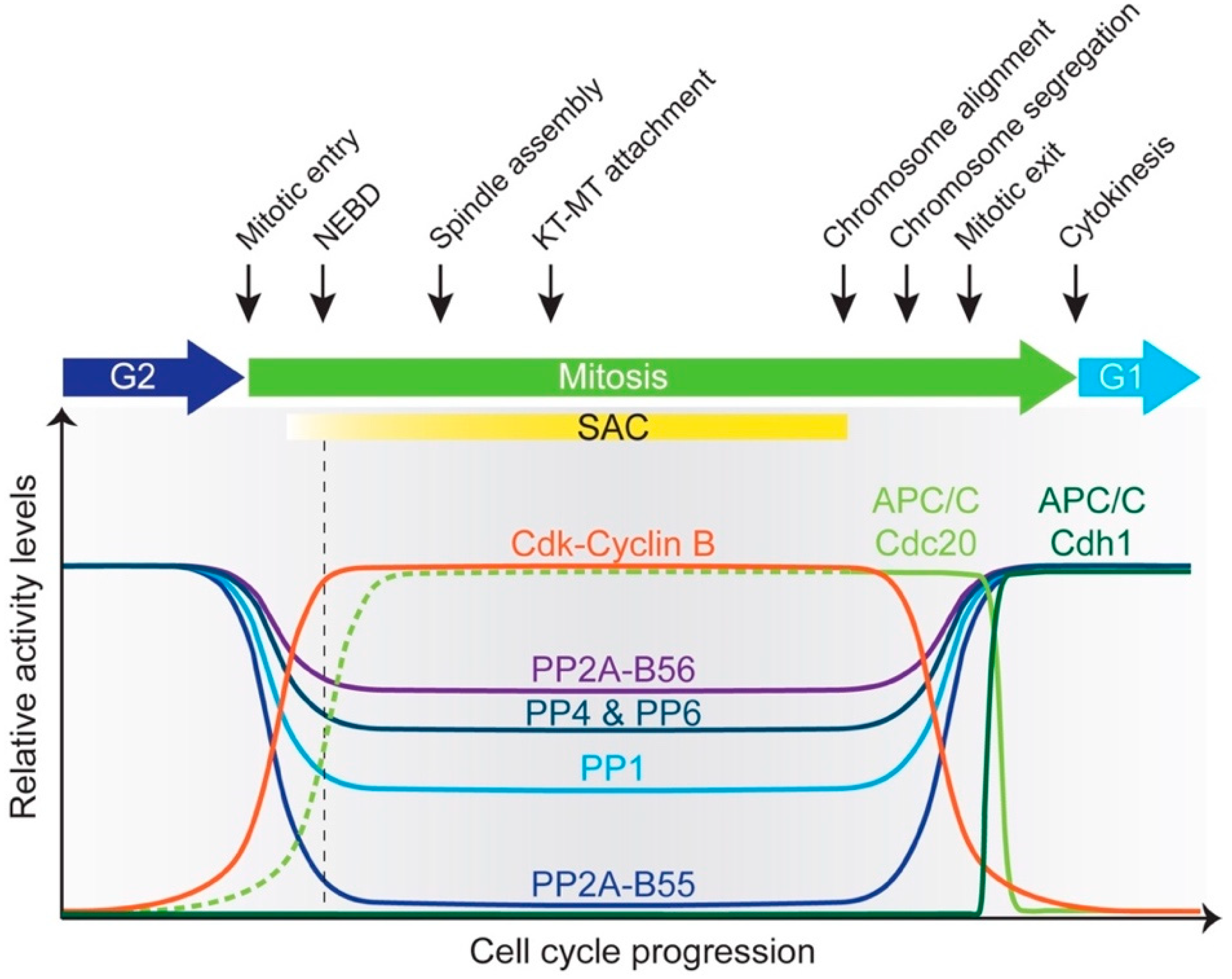 Interplay between Phosphatases and the Biology Diagrams