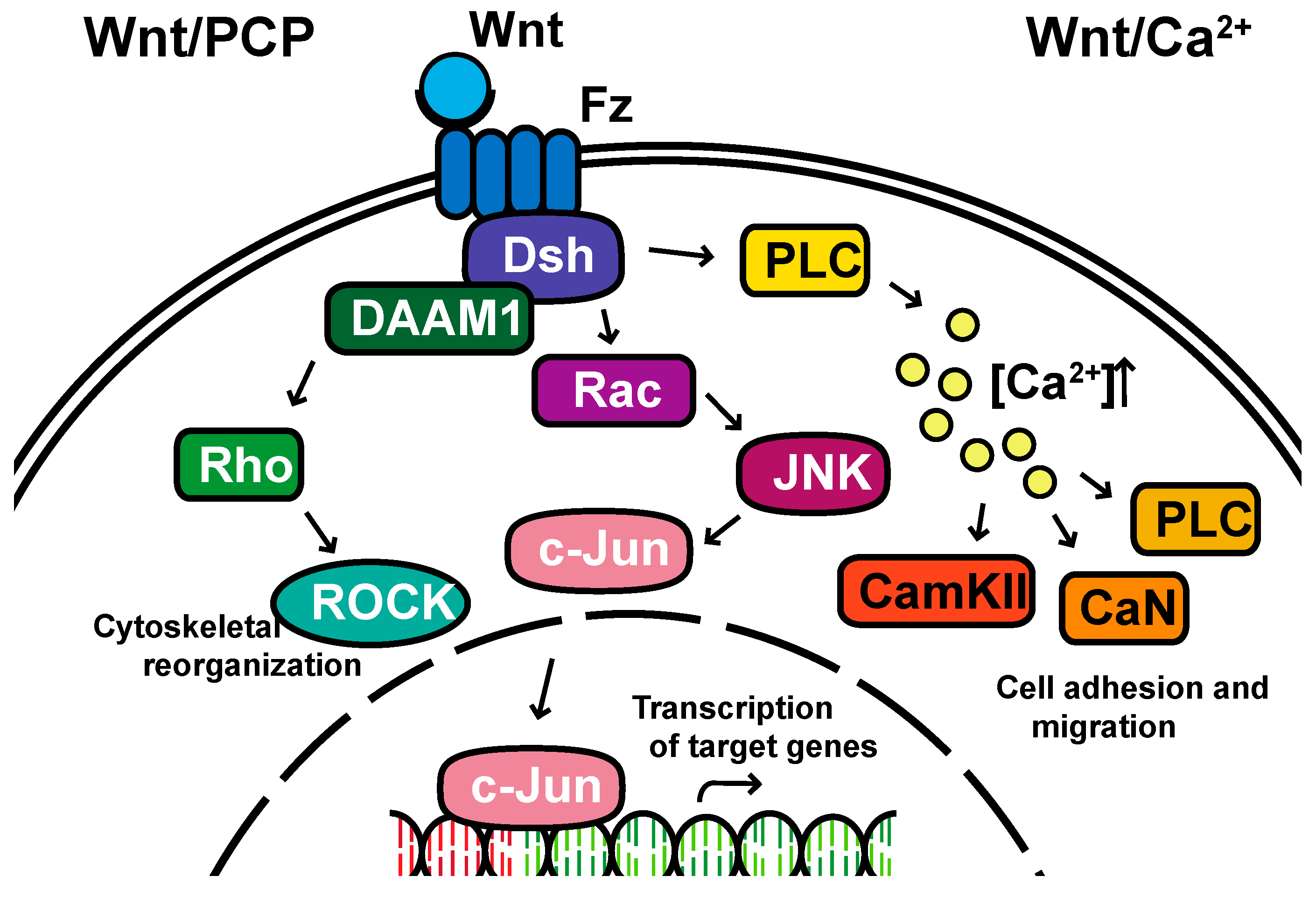 Cells 08 00826 g002 550