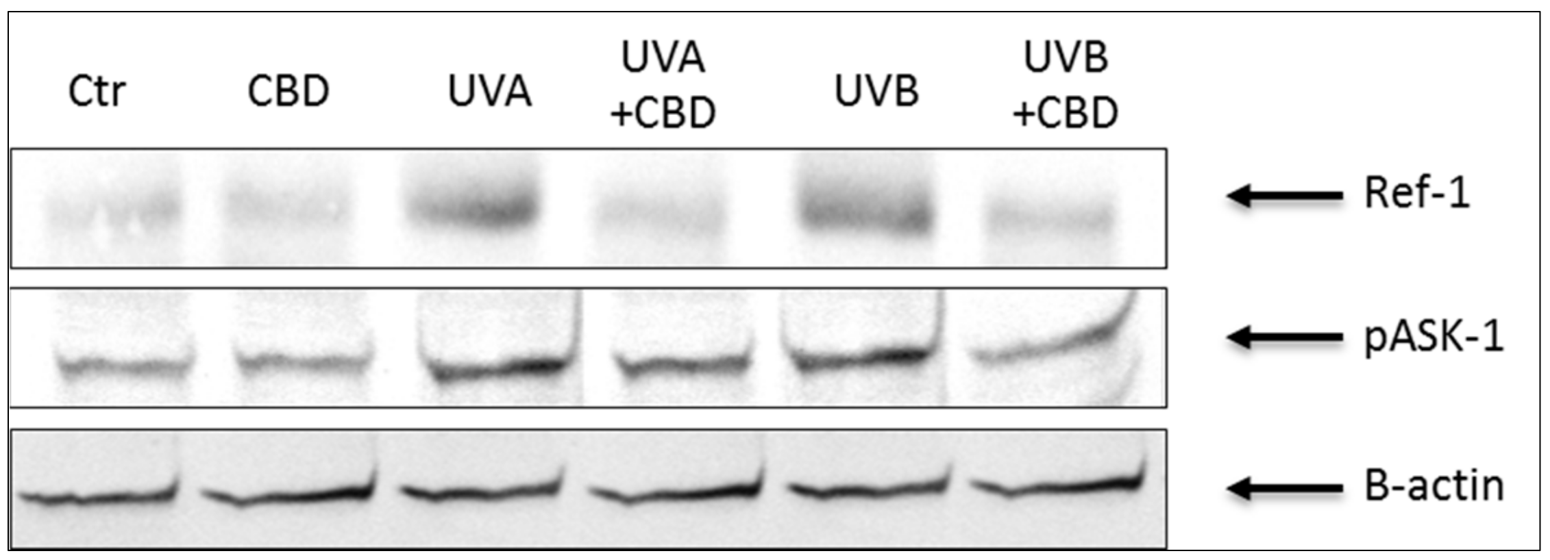 Cells 08 00827 g003