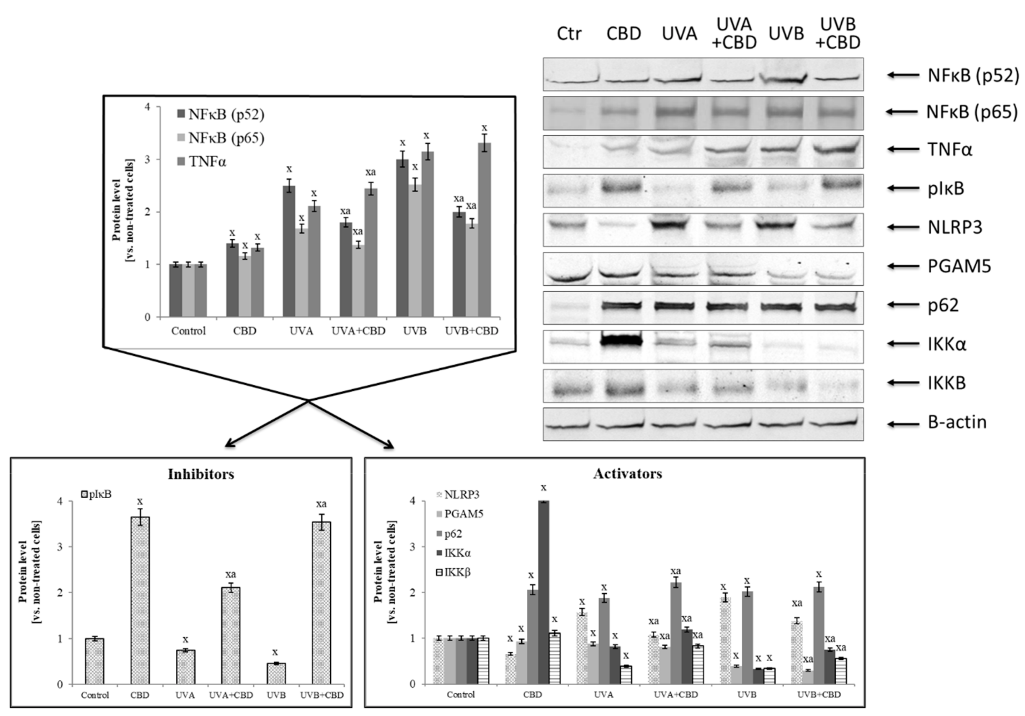 Cells 08 00827 g004