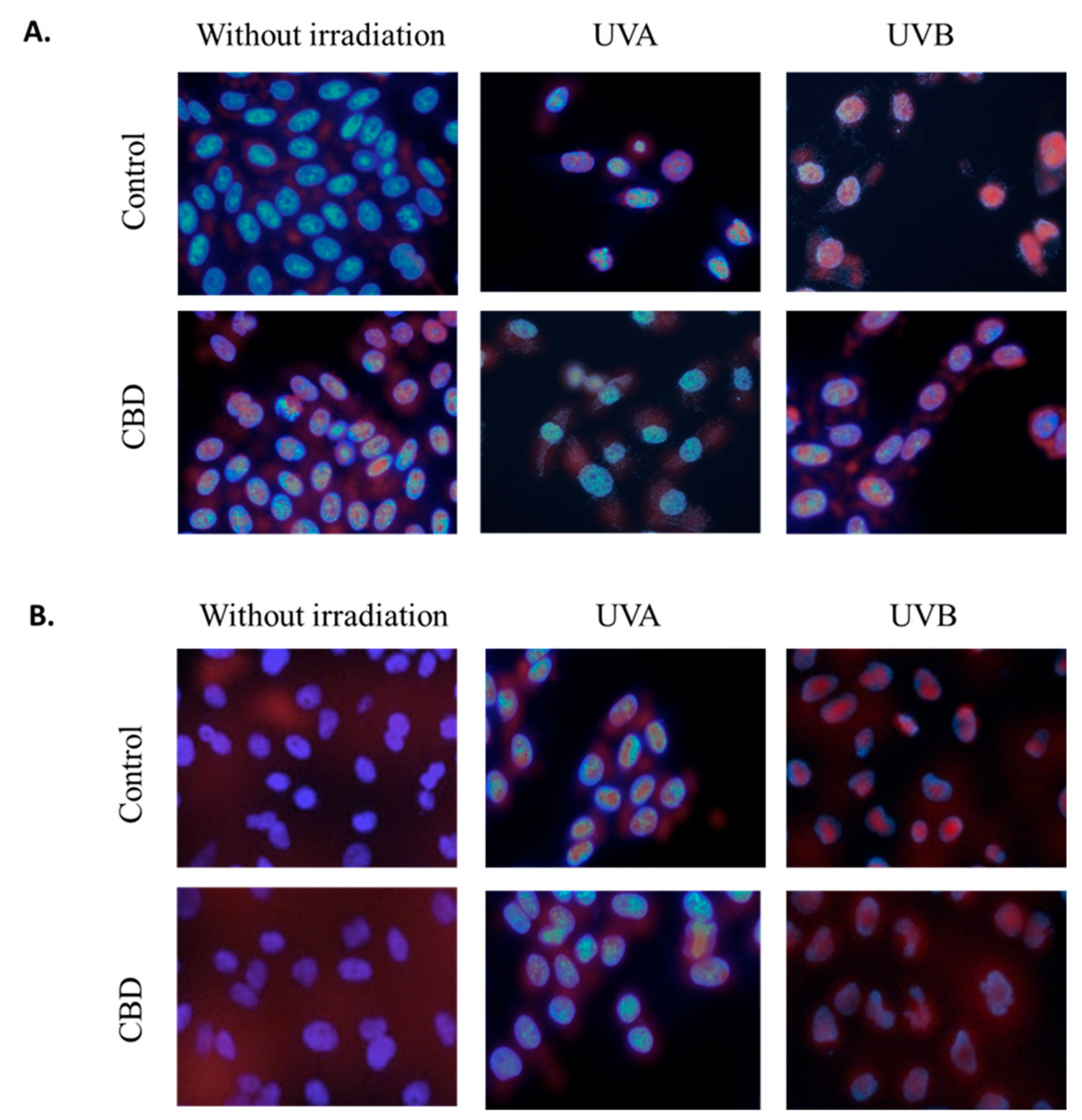 Cells 08 00827 g007