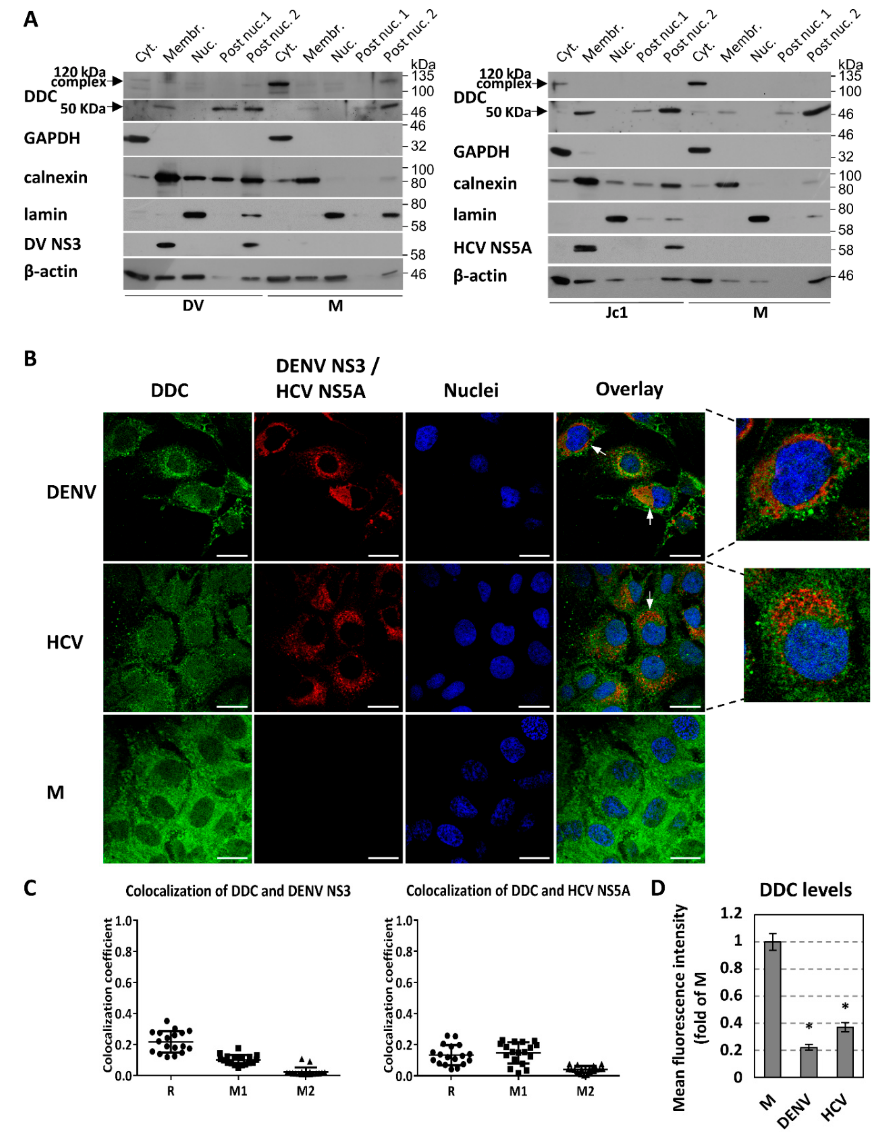 Cells 08 00837 g003