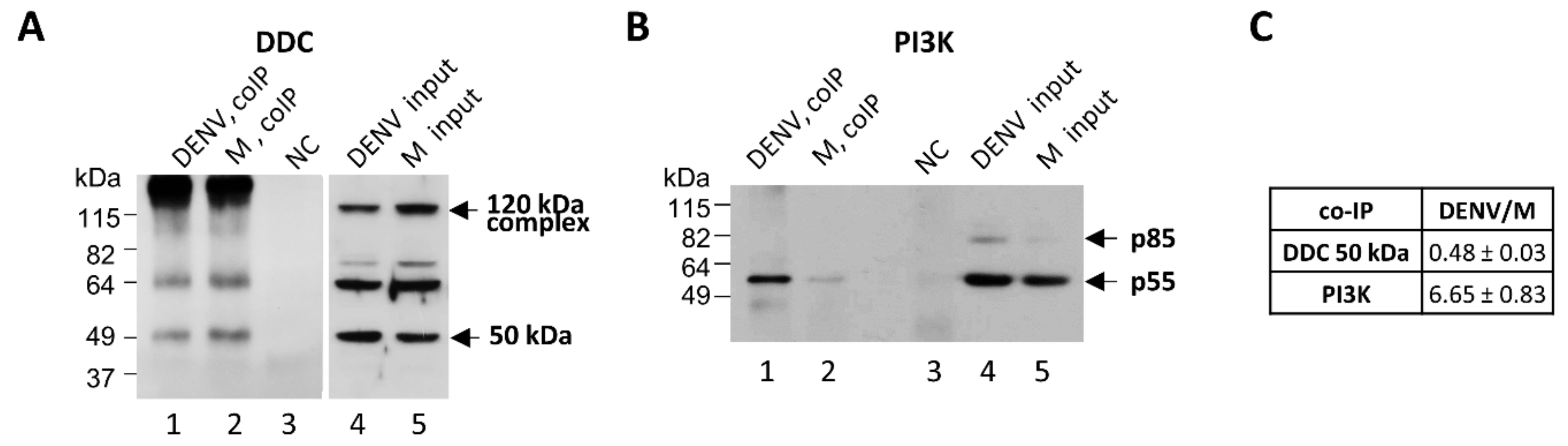 Cells 08 00837 g004