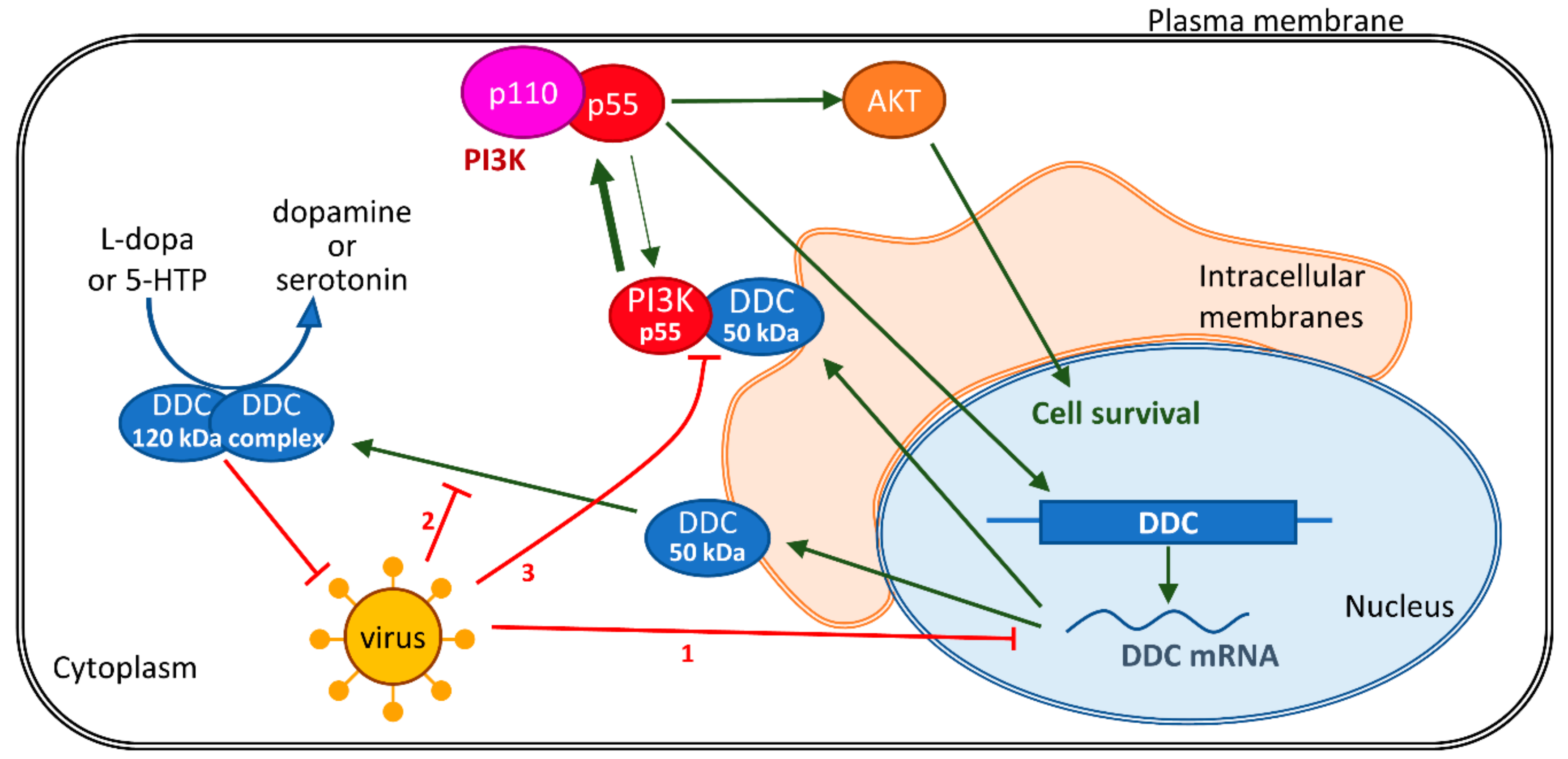 Cells 08 00837 g009