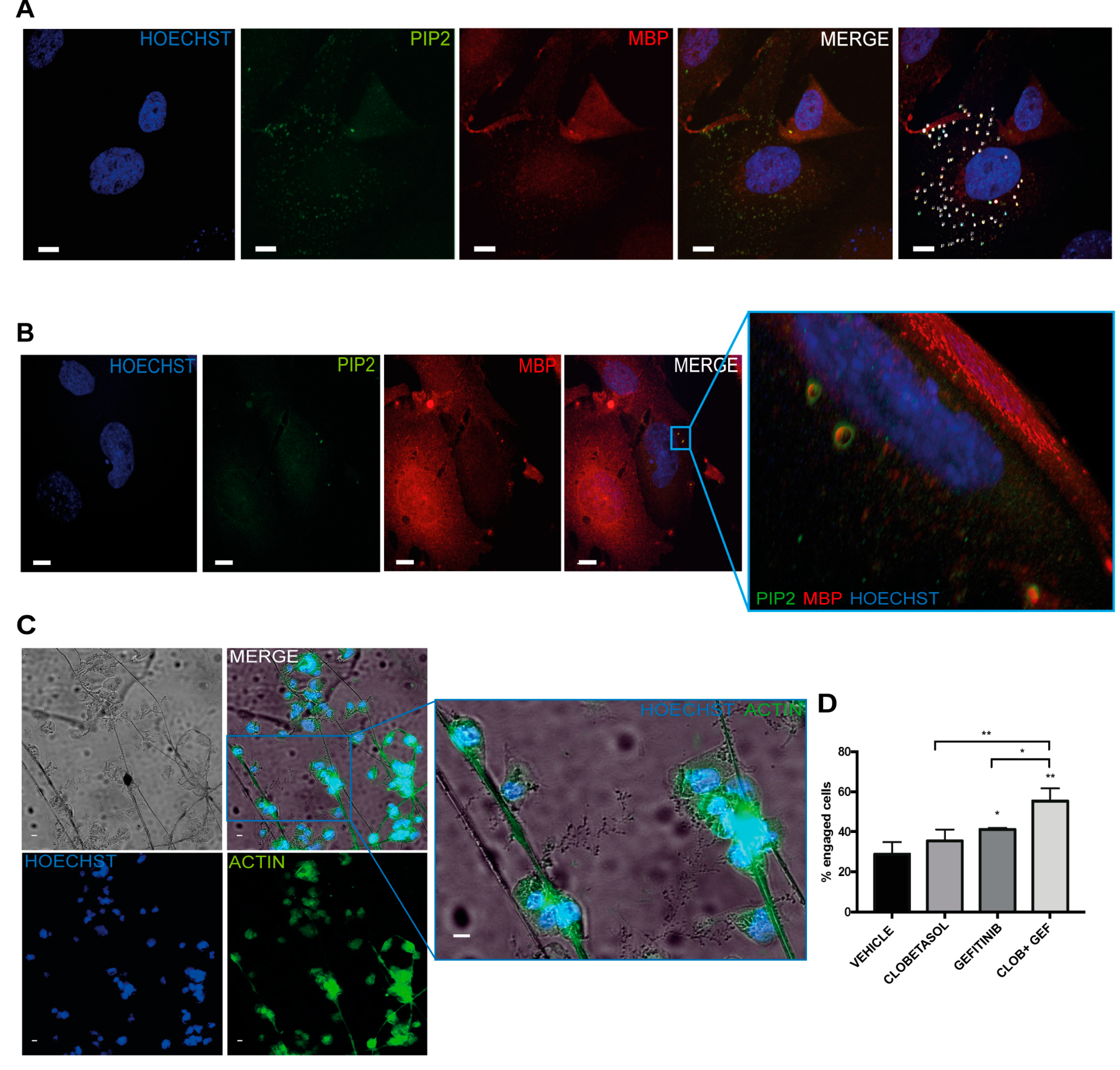 Cells 08 00844 g005 Cells 08 00844 g005