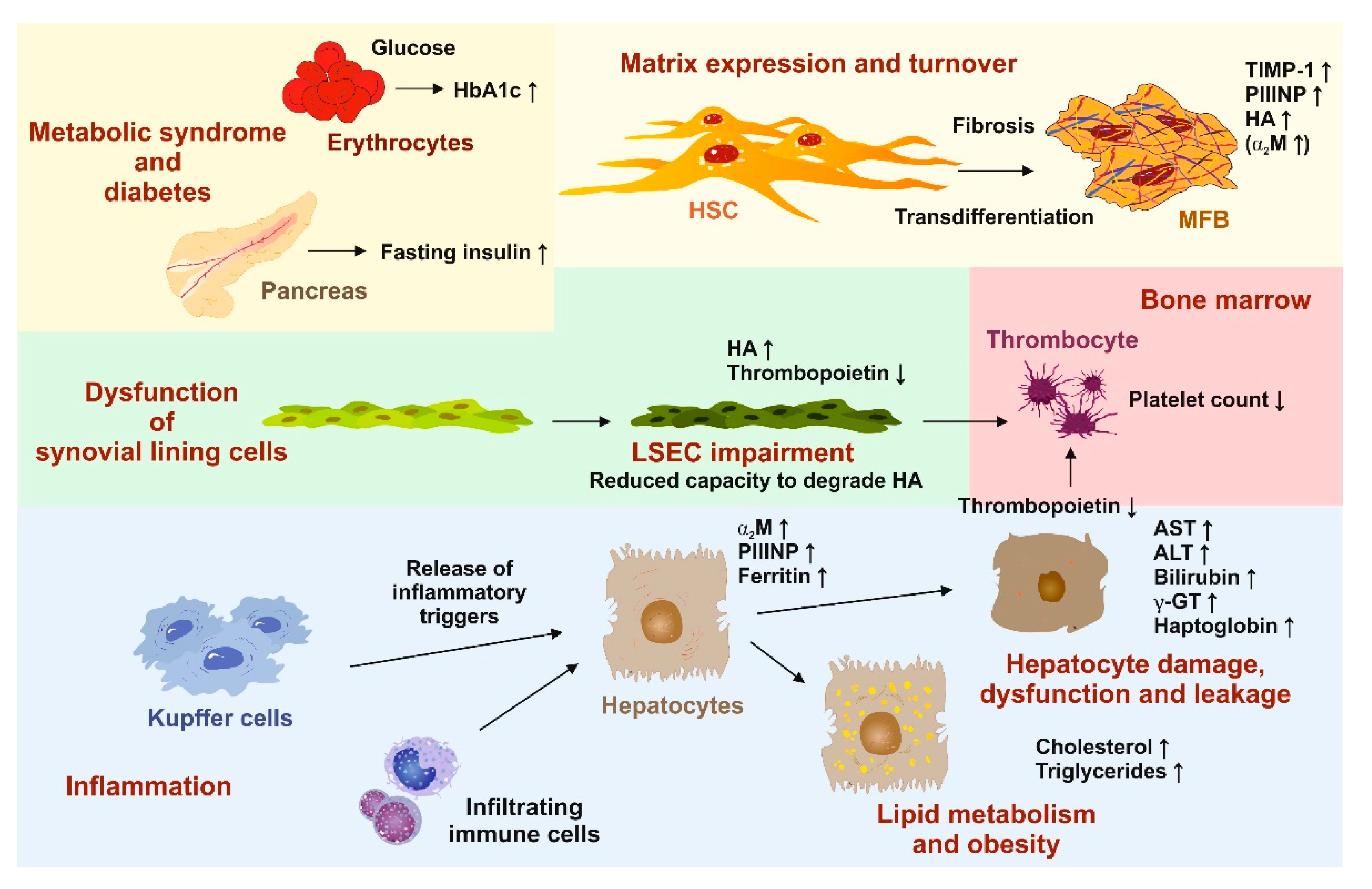 Cells | Free Full-Text | Current Status in Testing for Nonalcoholic