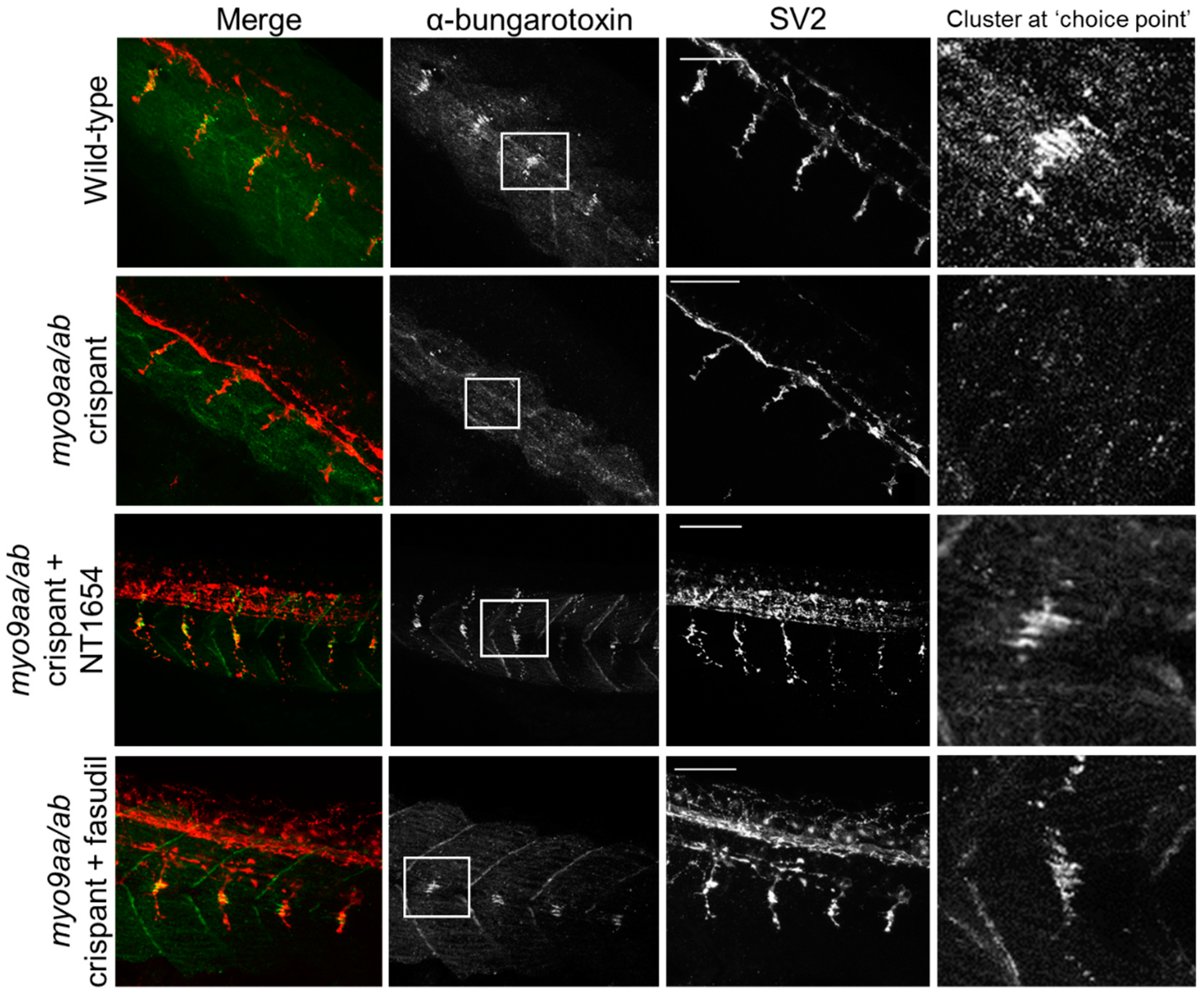 Cells 08 00848 g003