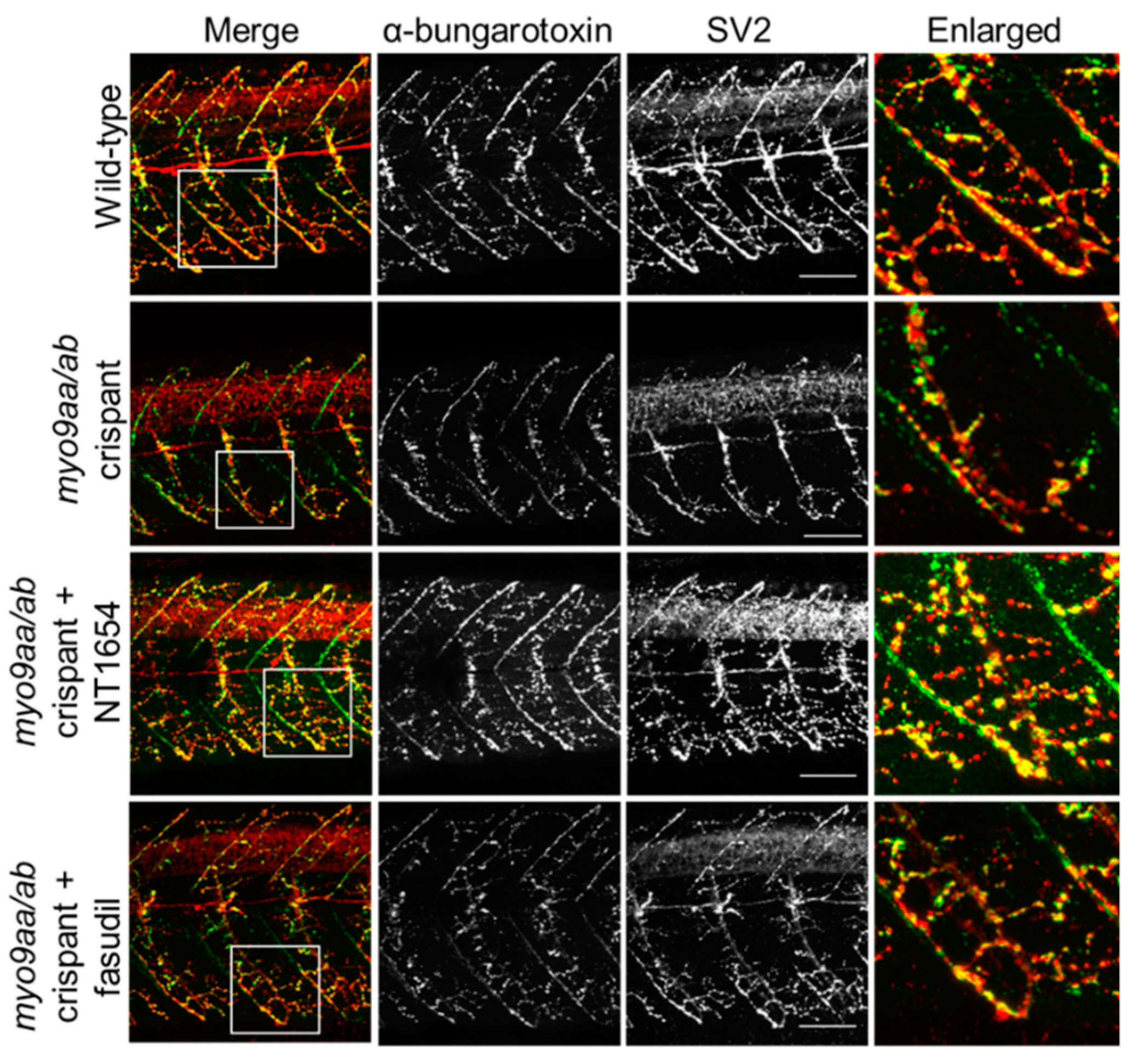 Cells 08 00848 g004