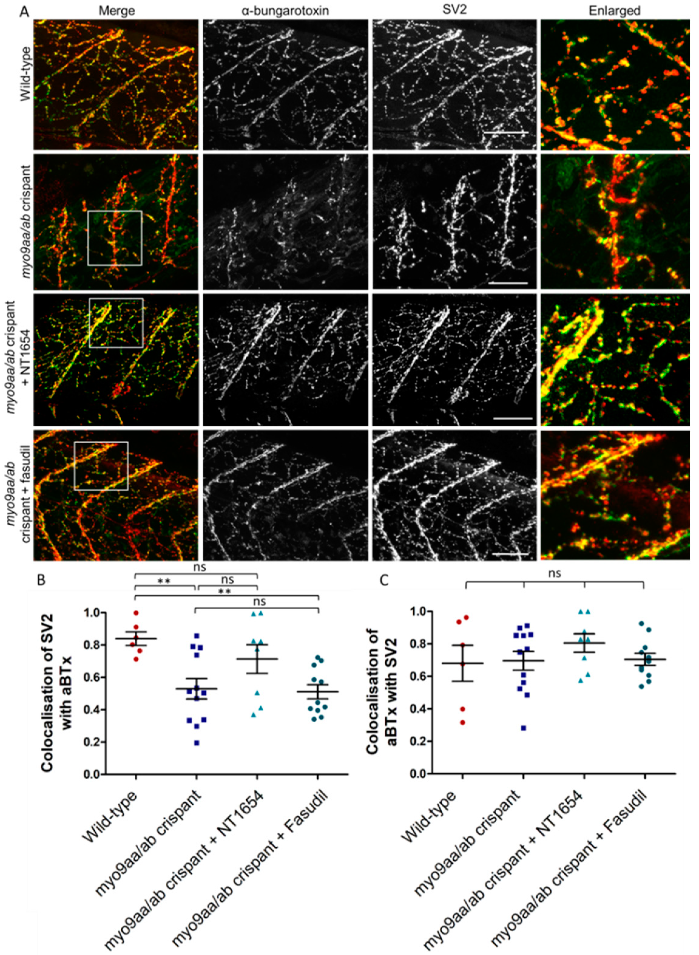 Cells 08 00848 g005