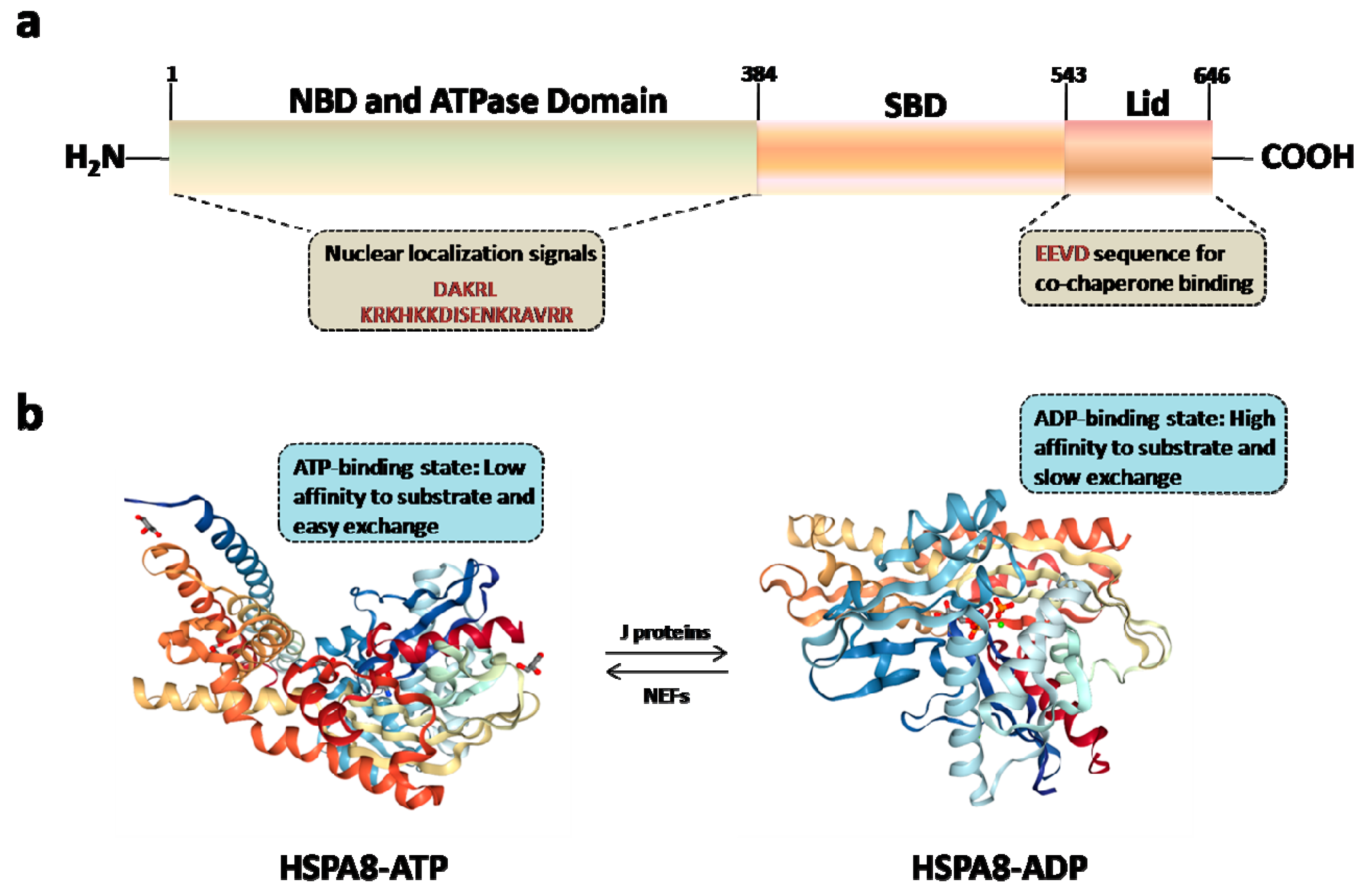 Cells 08 00849 g002a
