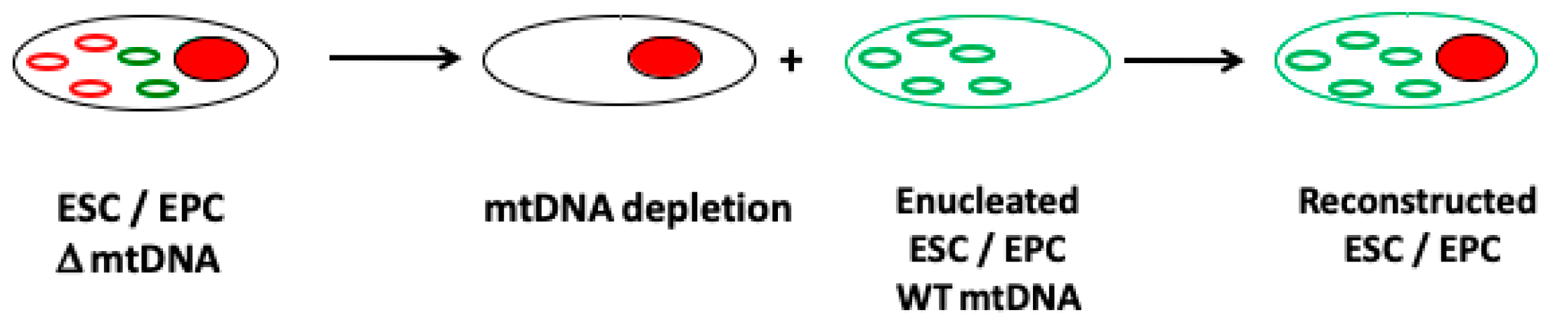 Cells 08 00852 g003 Cells 08 00852 g003