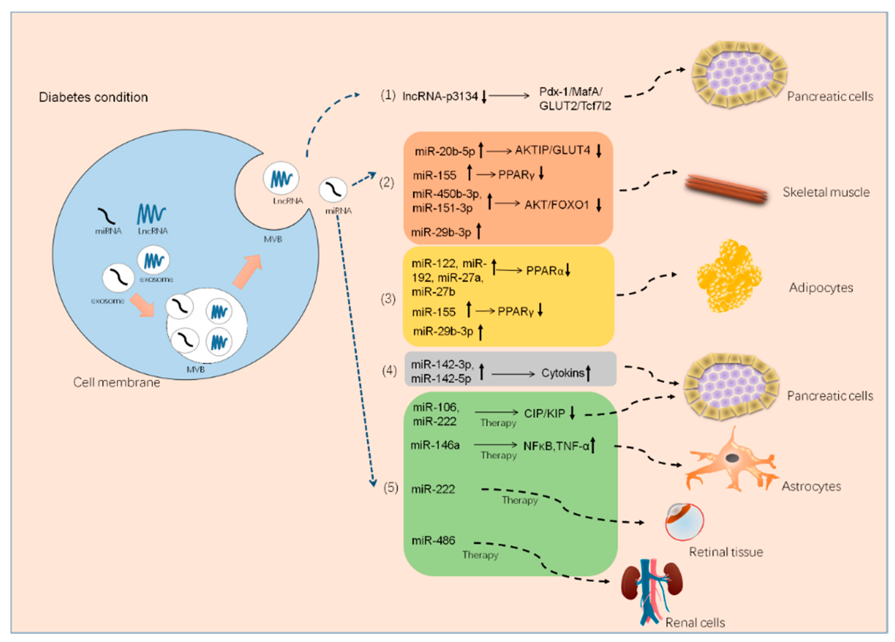 Cells 08 00853 g003 Cells 08 00853 g003
