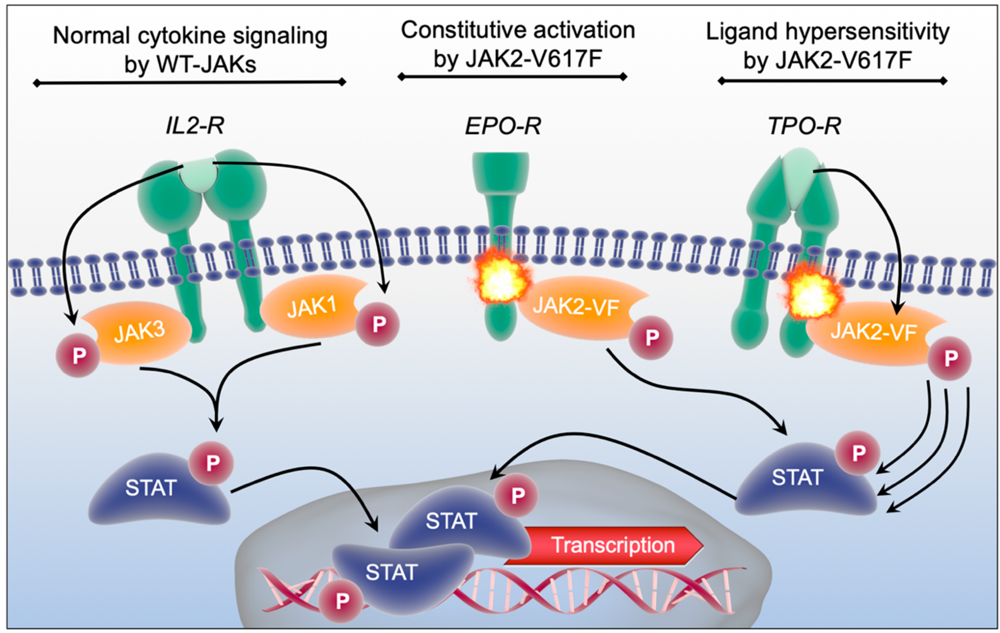Cells Free FullText Roles of JAK2 in Aging, Inflammation, Hematopoiesis and Malignant