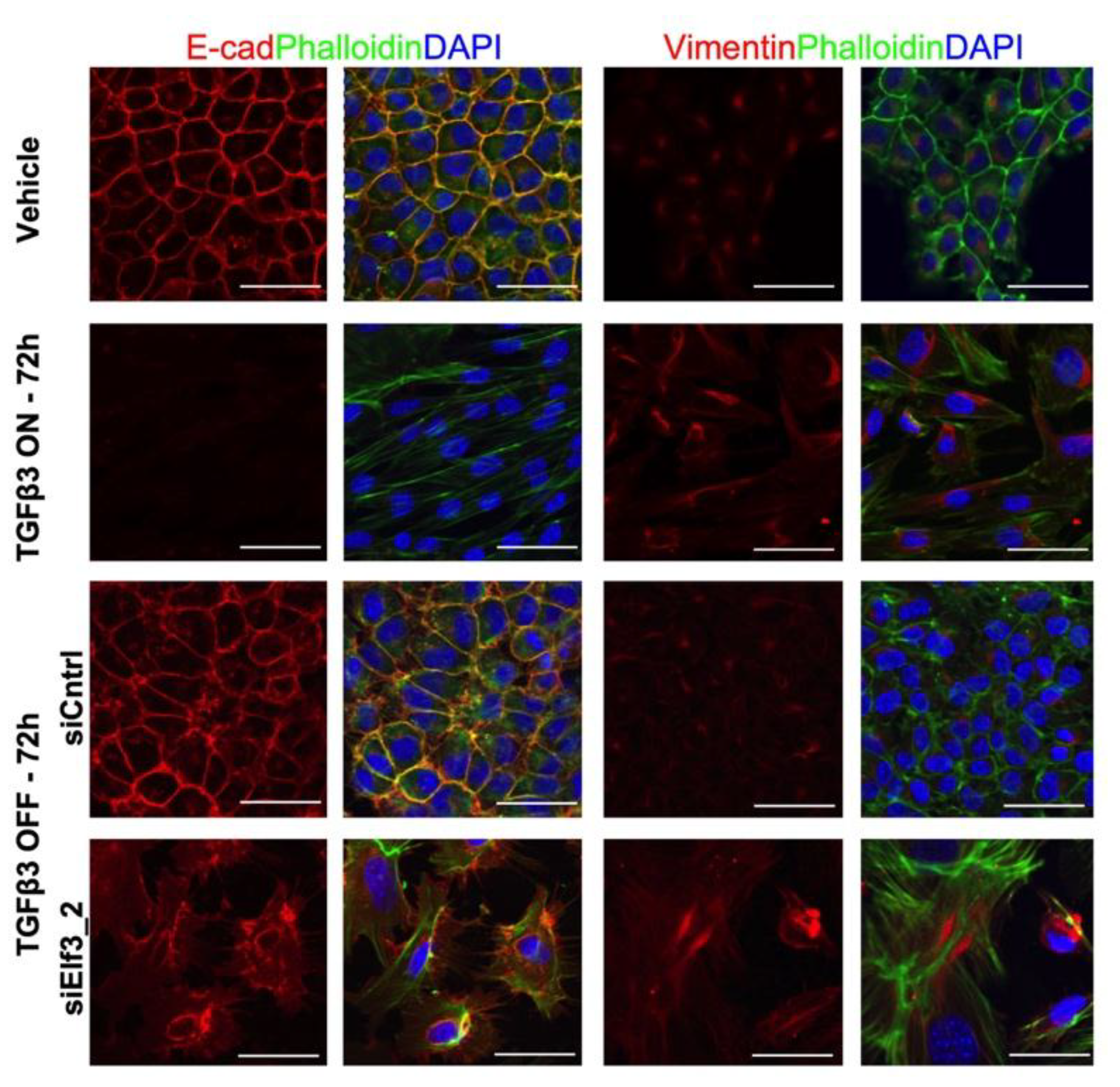 Cells 08 00858 g002 Cells 08 00858 g002