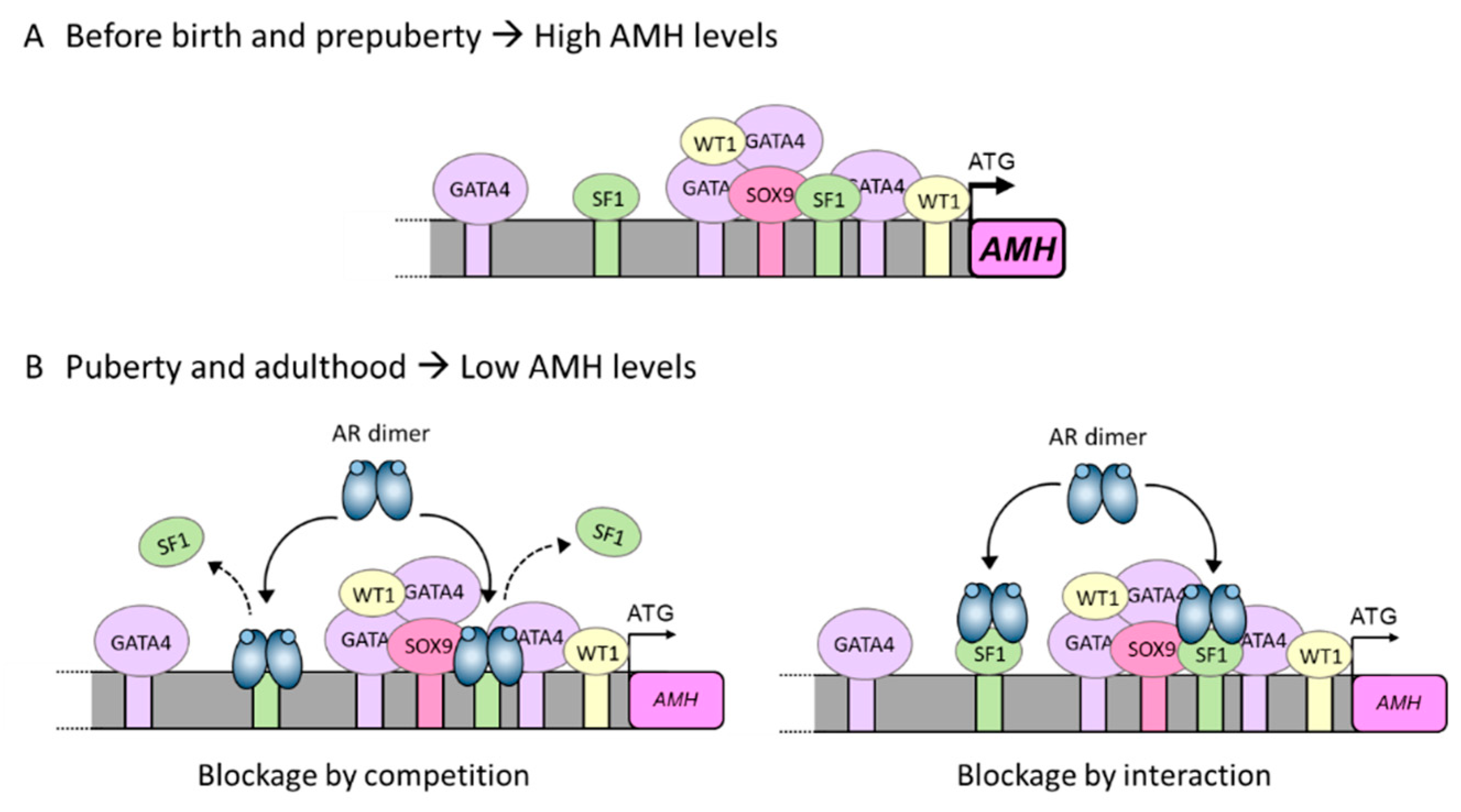 prepuberty Importance of the Androgen Receptor Signaling in Gene Transactivation and  Transrepression for Pubertal Maturation of the Testis