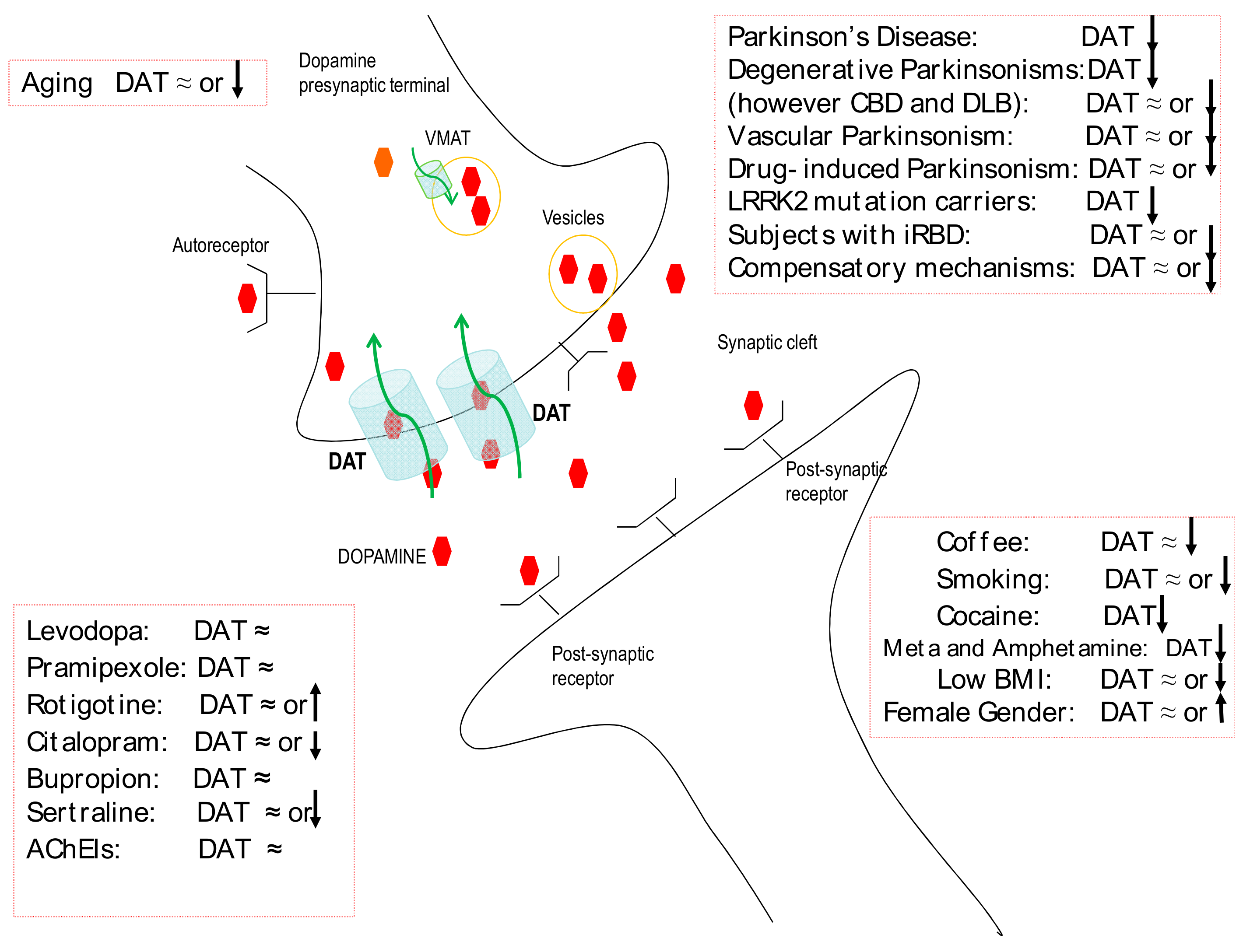 Cells Free Full Text Molecular Imaging Of The Dopamine