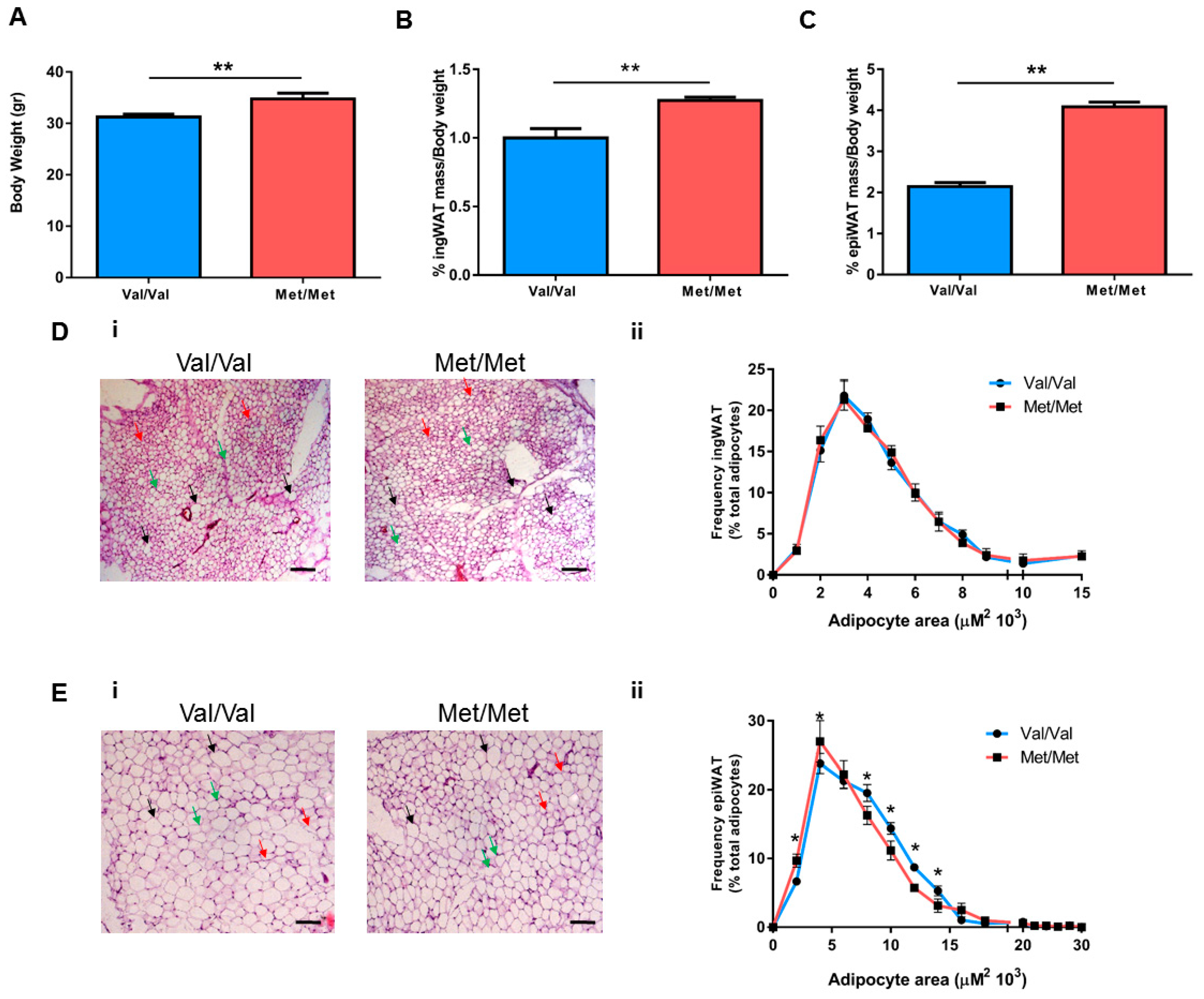 Cells 08 00875 g001