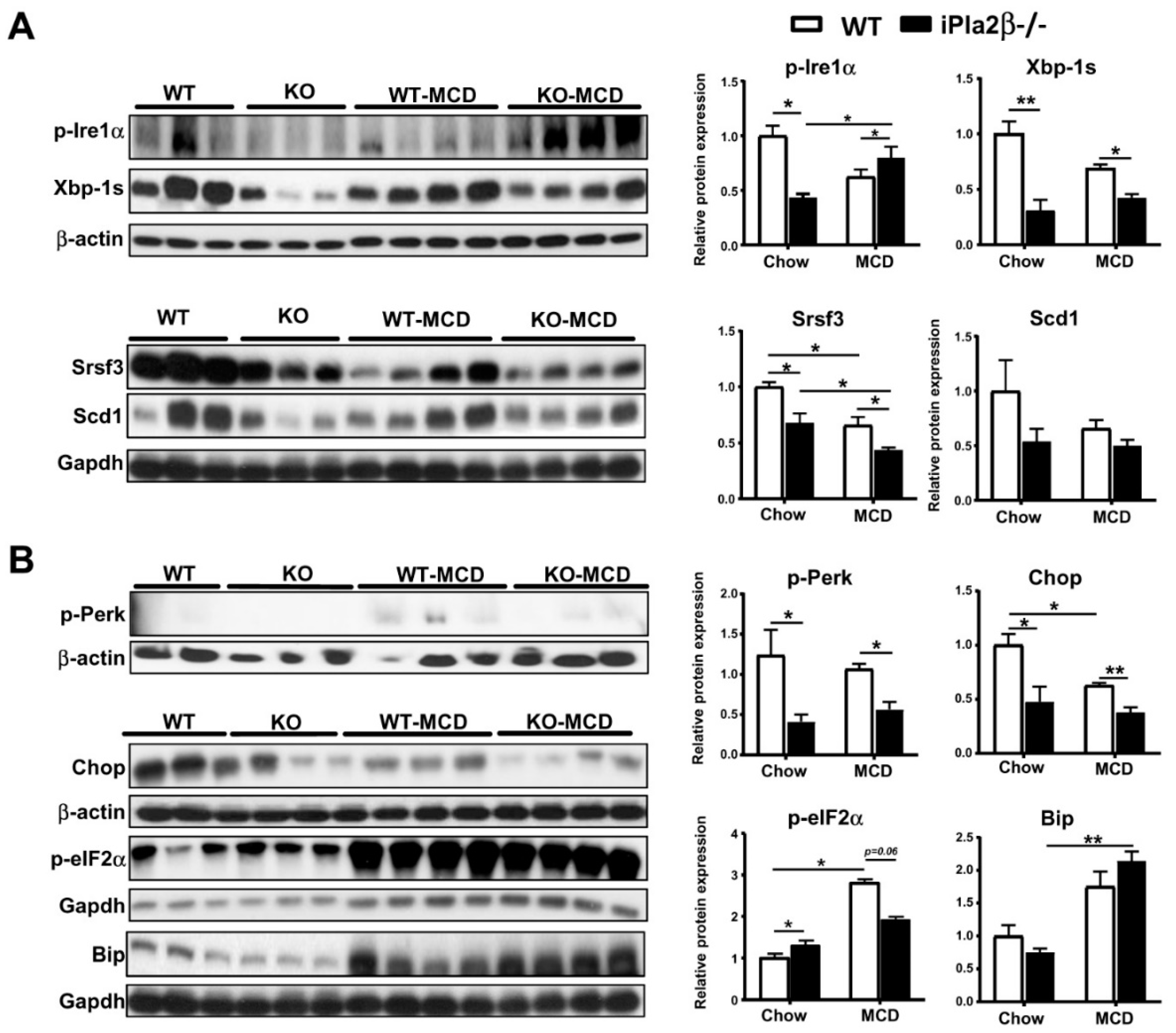 Cells 08 00879 g002 Cells 08 00879 g002