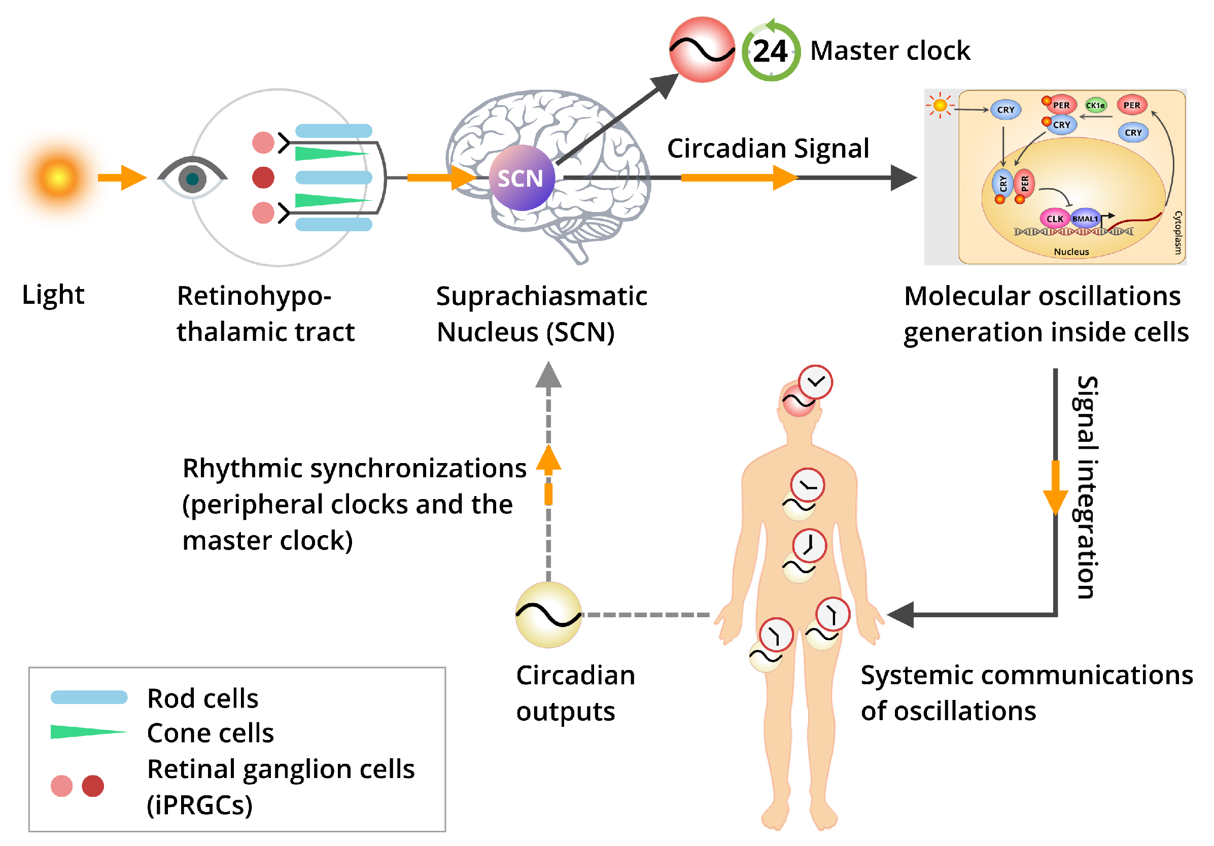 Cells 08 00883 g002