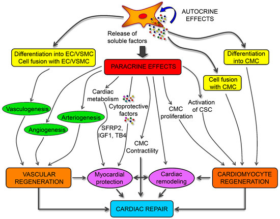 Mesenchymal Stem Cells for Regenerative Medicine