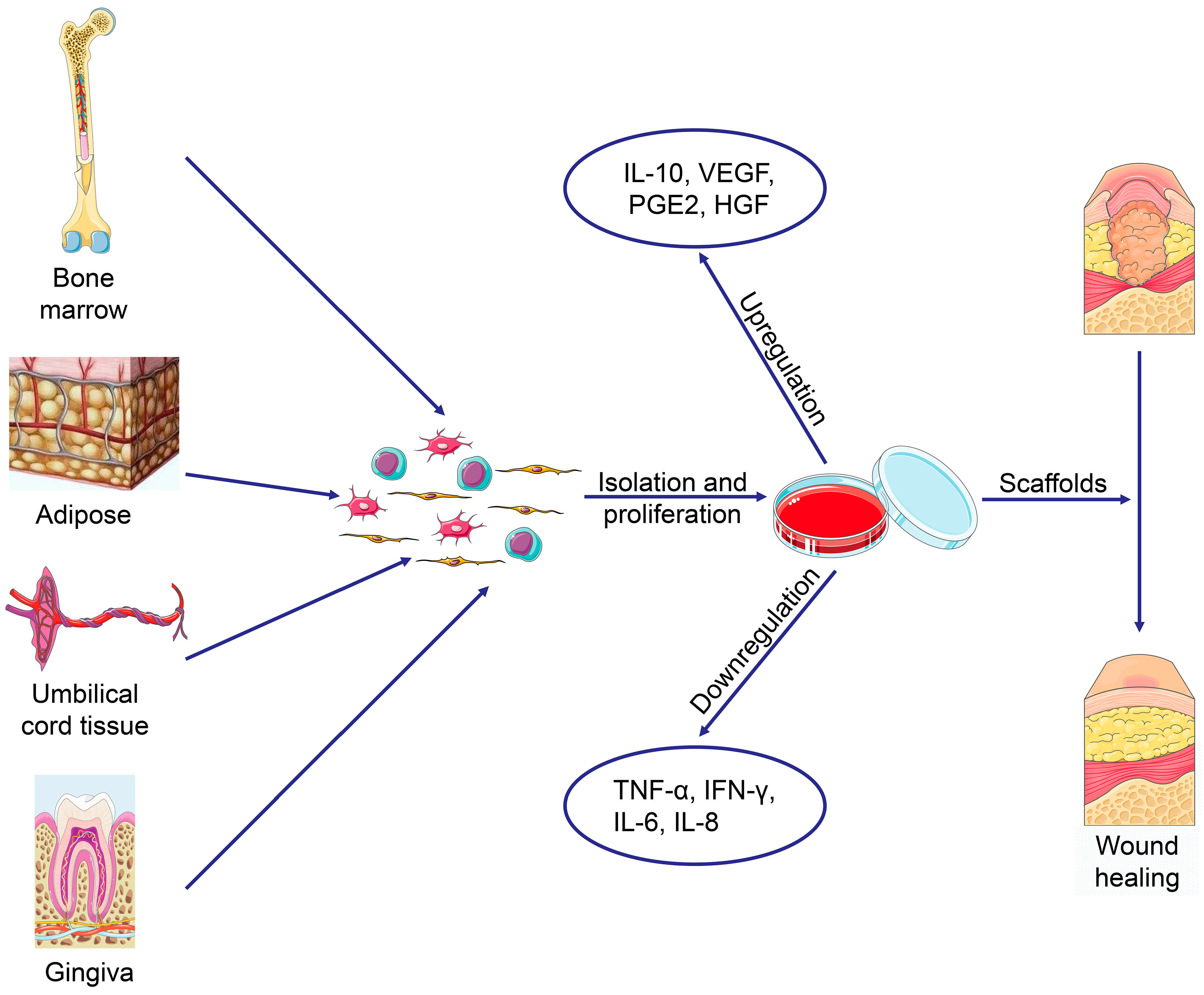 adult mesenchymal stem cells adult mesenchymal stem cells