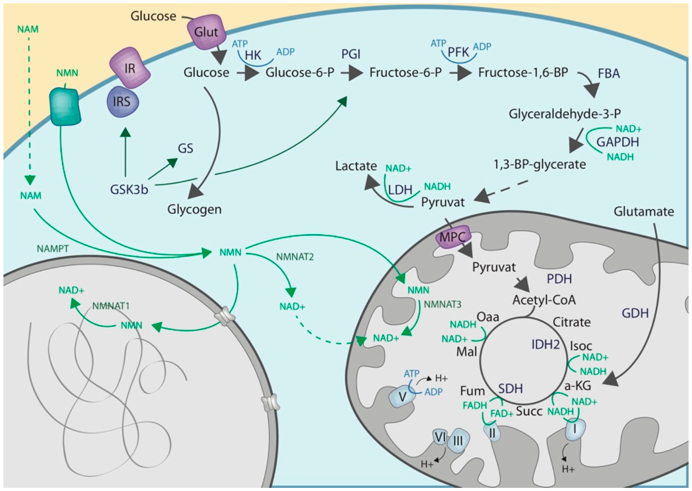 Cells 08 00890 g001 Cells 08 00890 g001