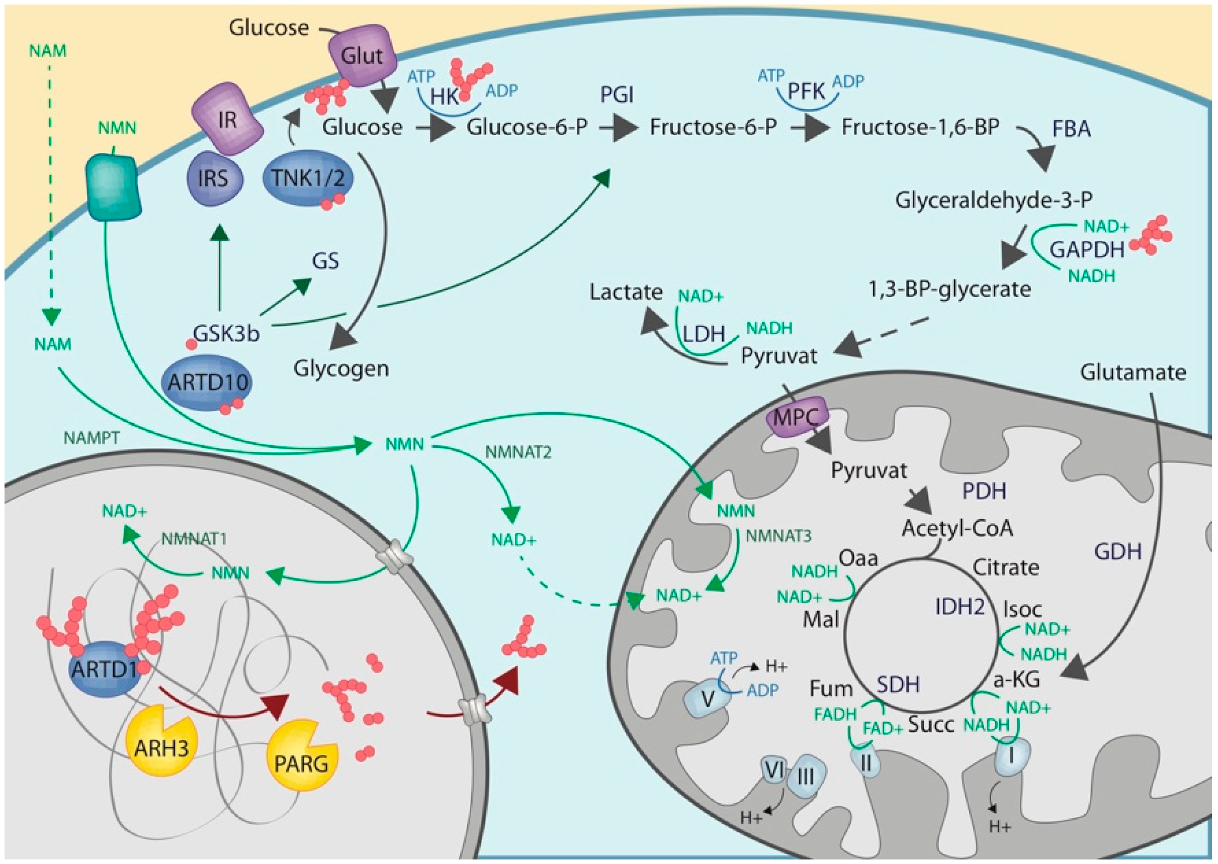 Cells 08 00890 g002 Cells 08 00890 g002