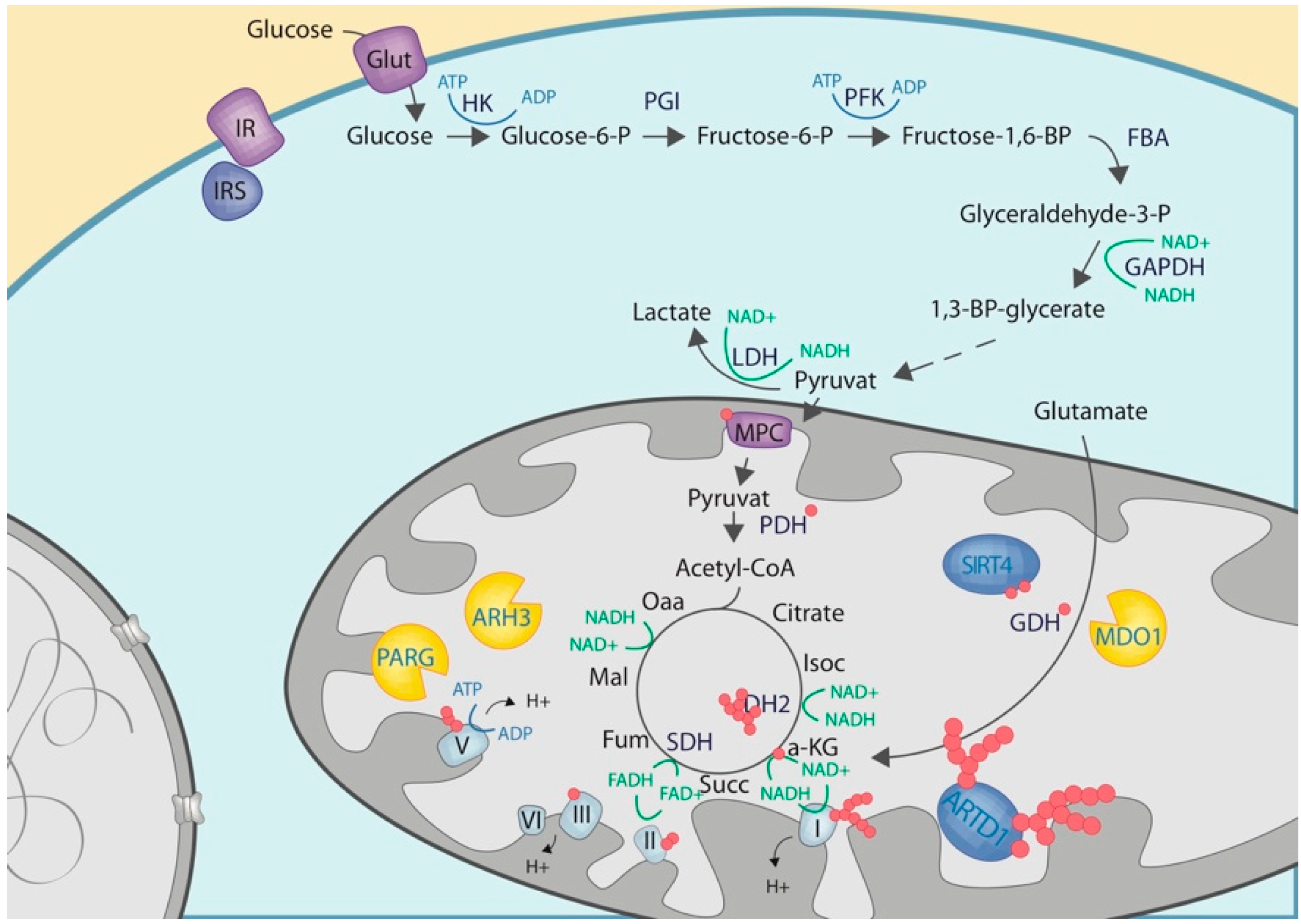 Cells 08 00890 g003 Cells 08 00890 g003