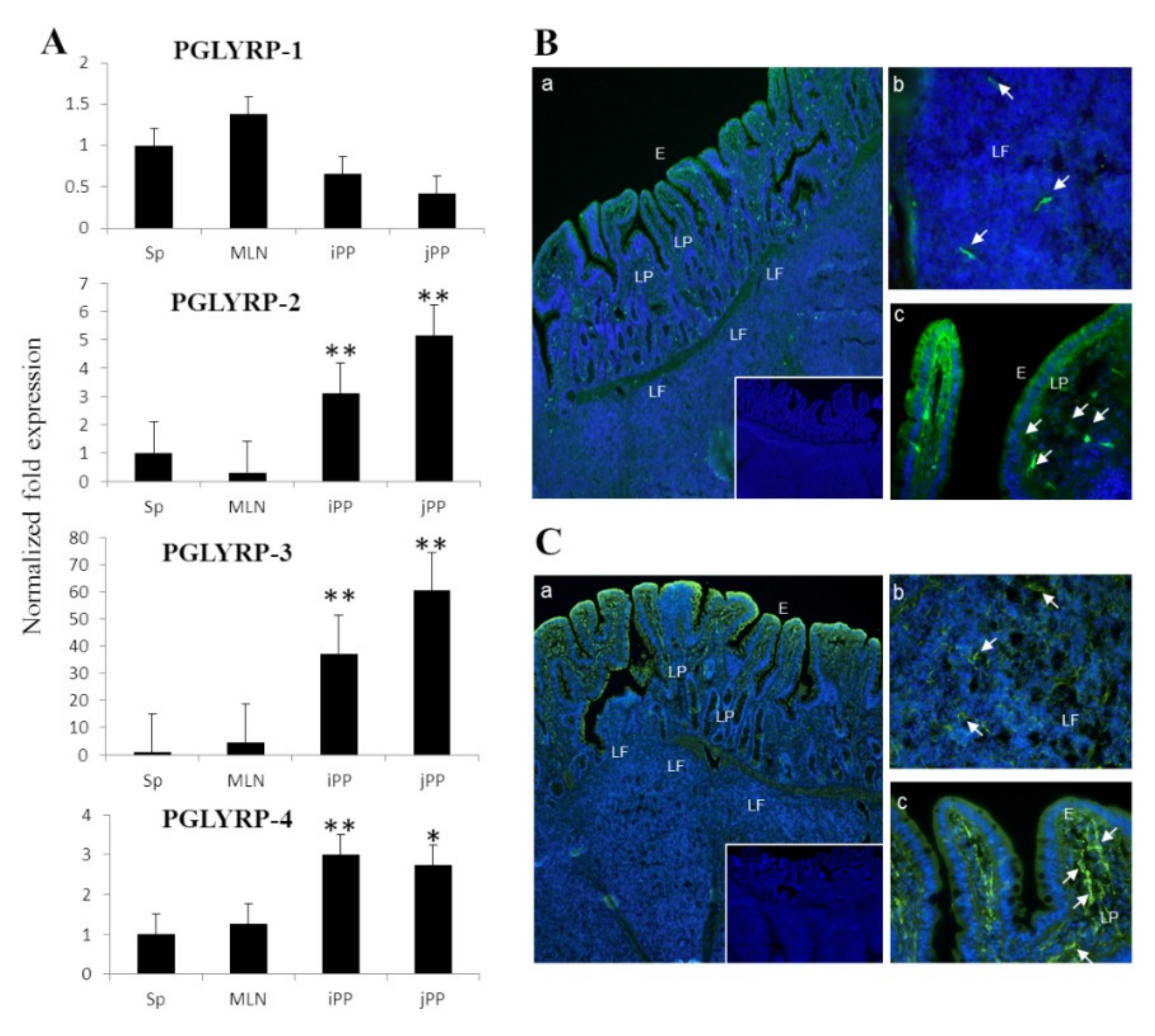 Cells | Free Full-Text | Paraimmunobiotic Bifidobacteria Modulate 