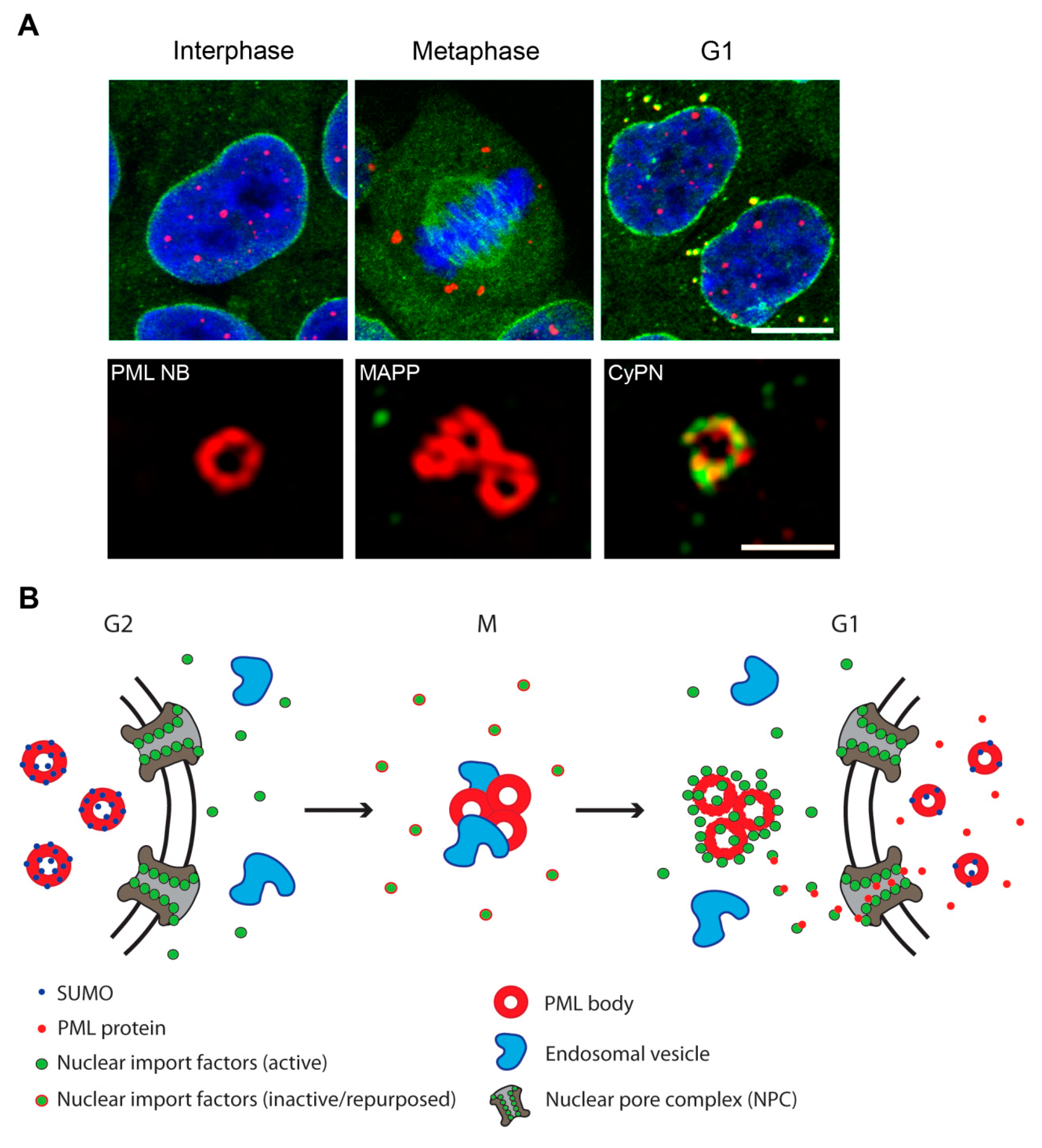 Cells 08 00893 g001
