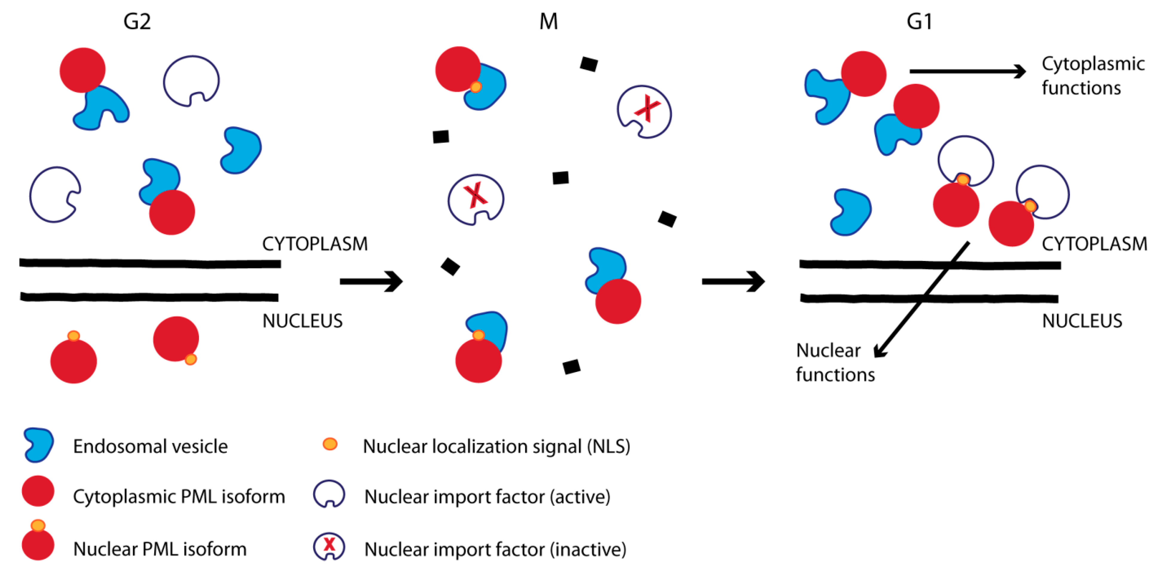 Cells 08 00893 g003