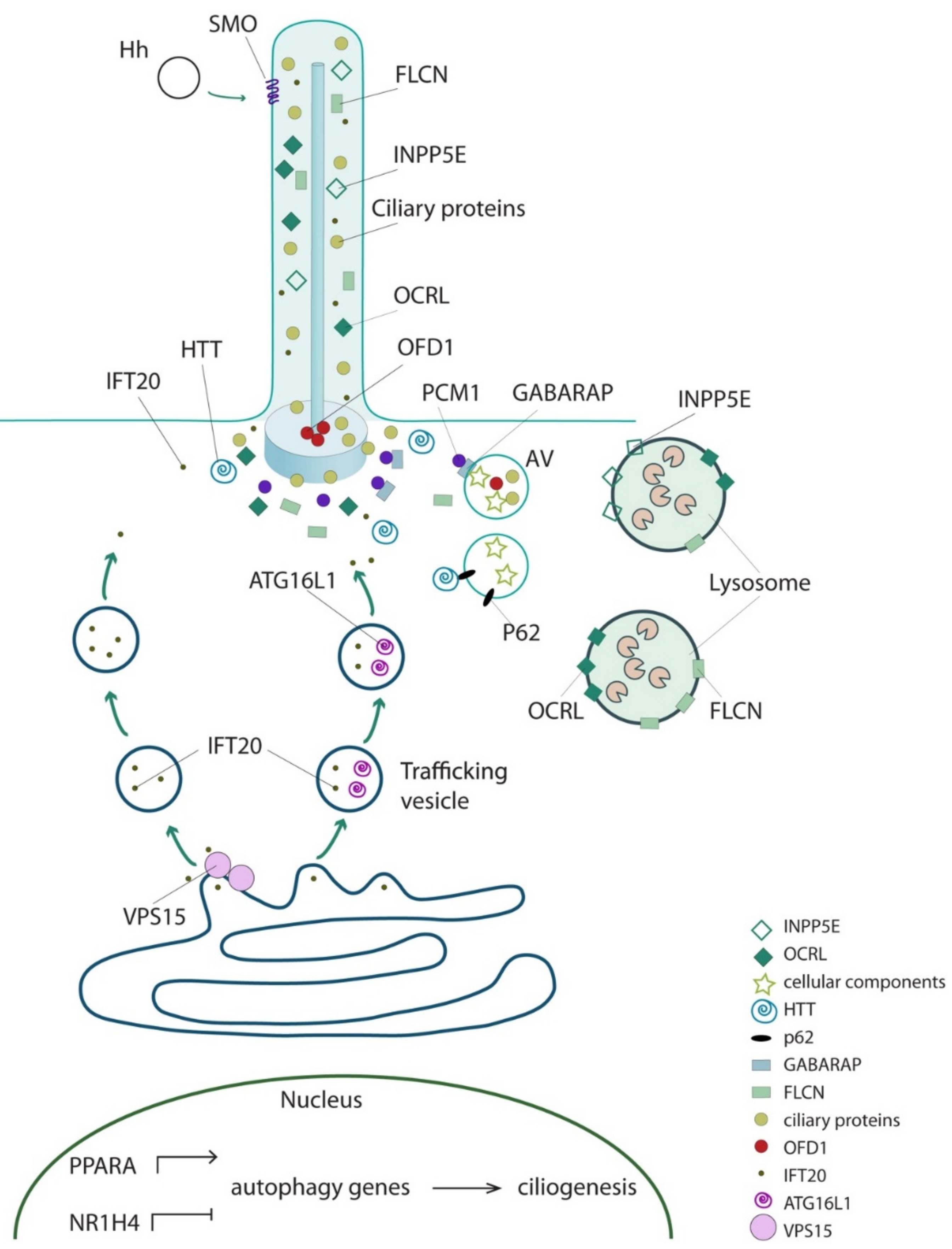 Cells 08 00905 g002