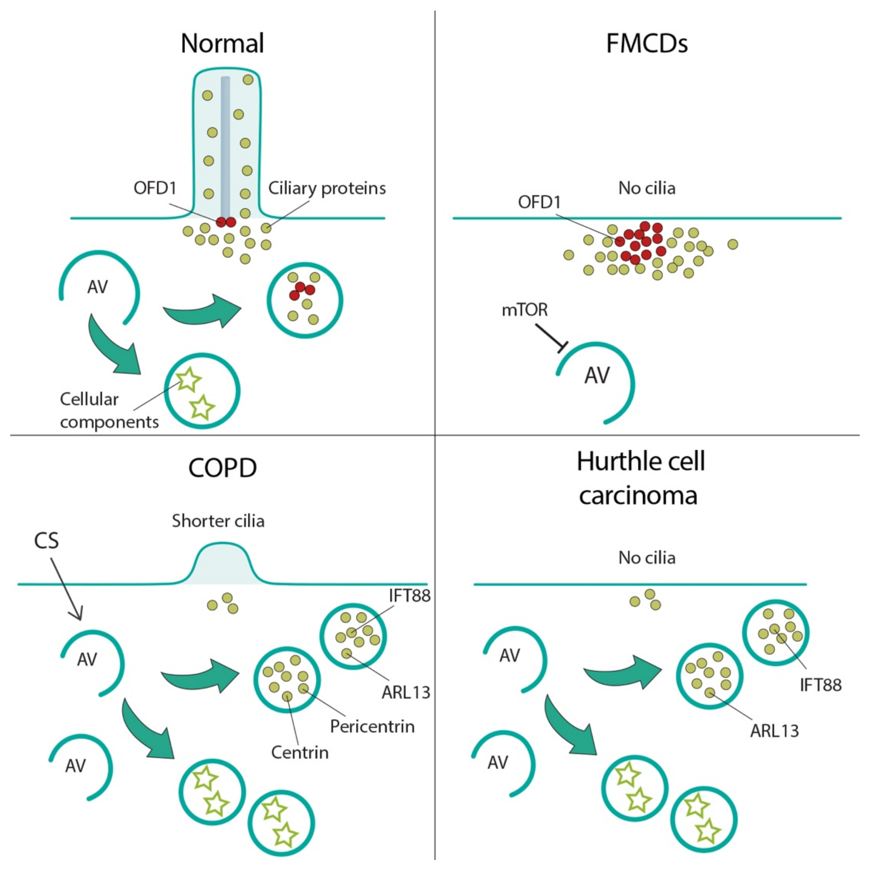 Cells 08 00905 g003