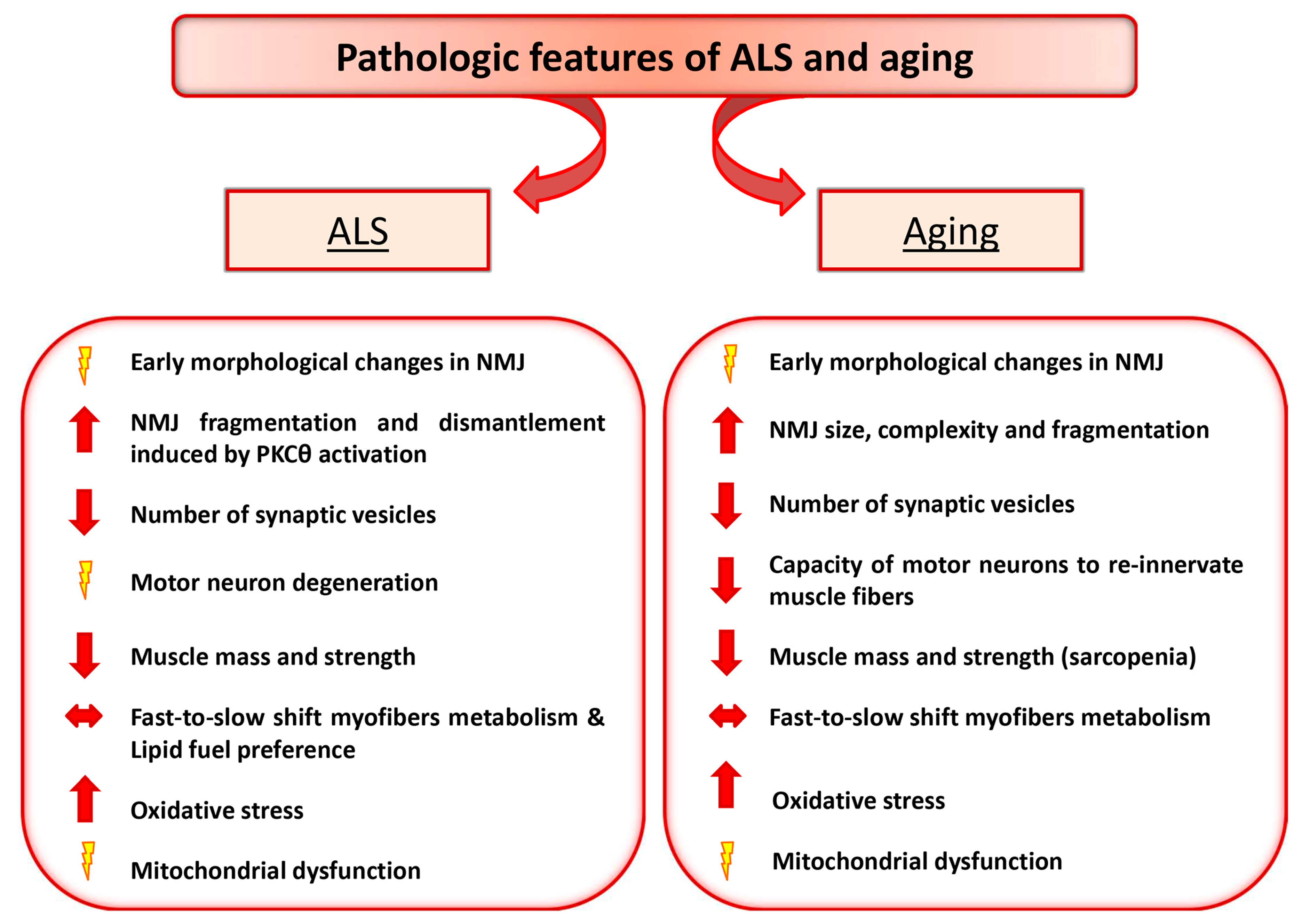 Molecular and neural adaptations to neuromuscular electrical stimulation;  Implications for ageing muscle - ScienceDirect