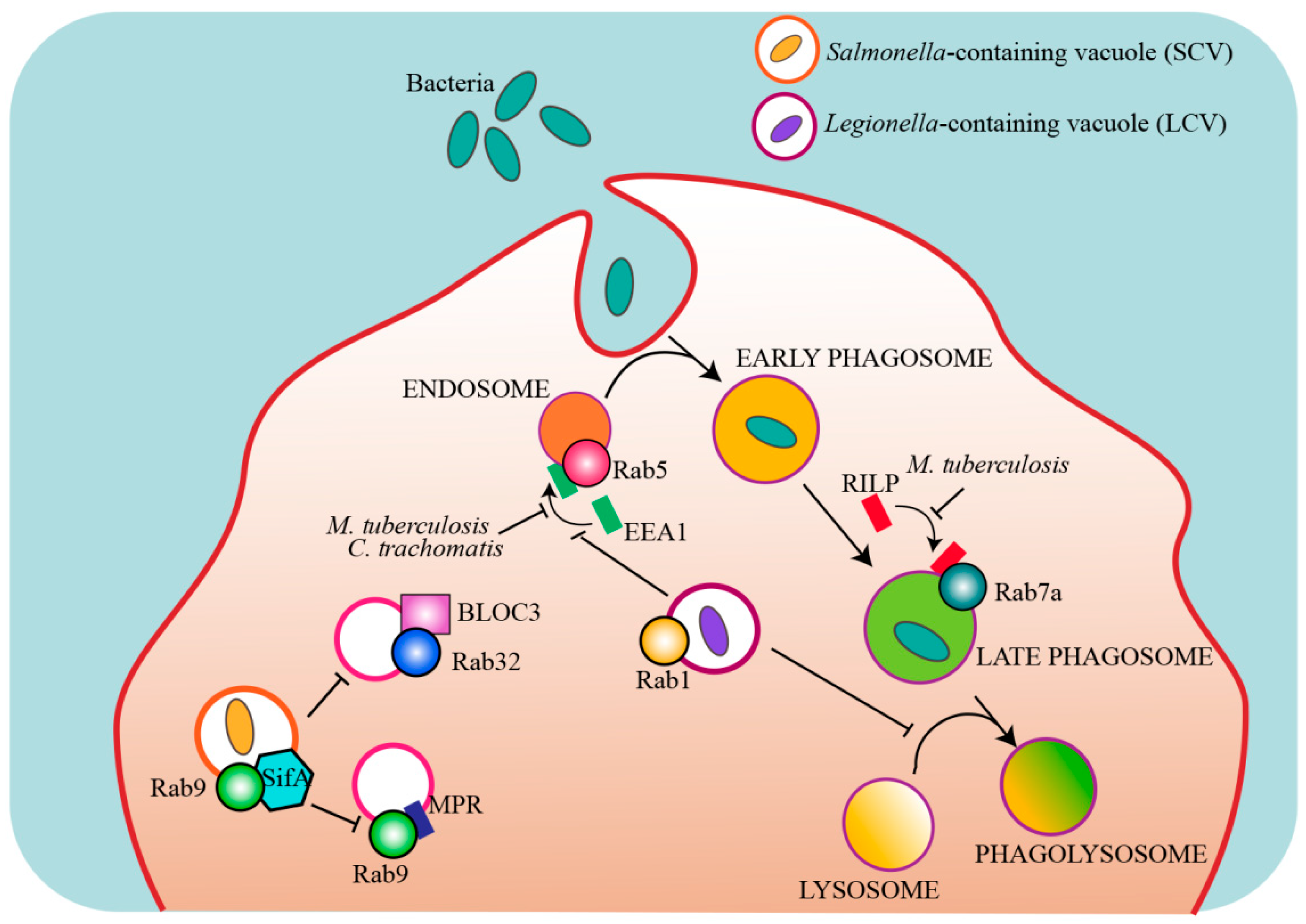 Cells | Free Full-Text | Rab GTPases: Switching to Human Diseases