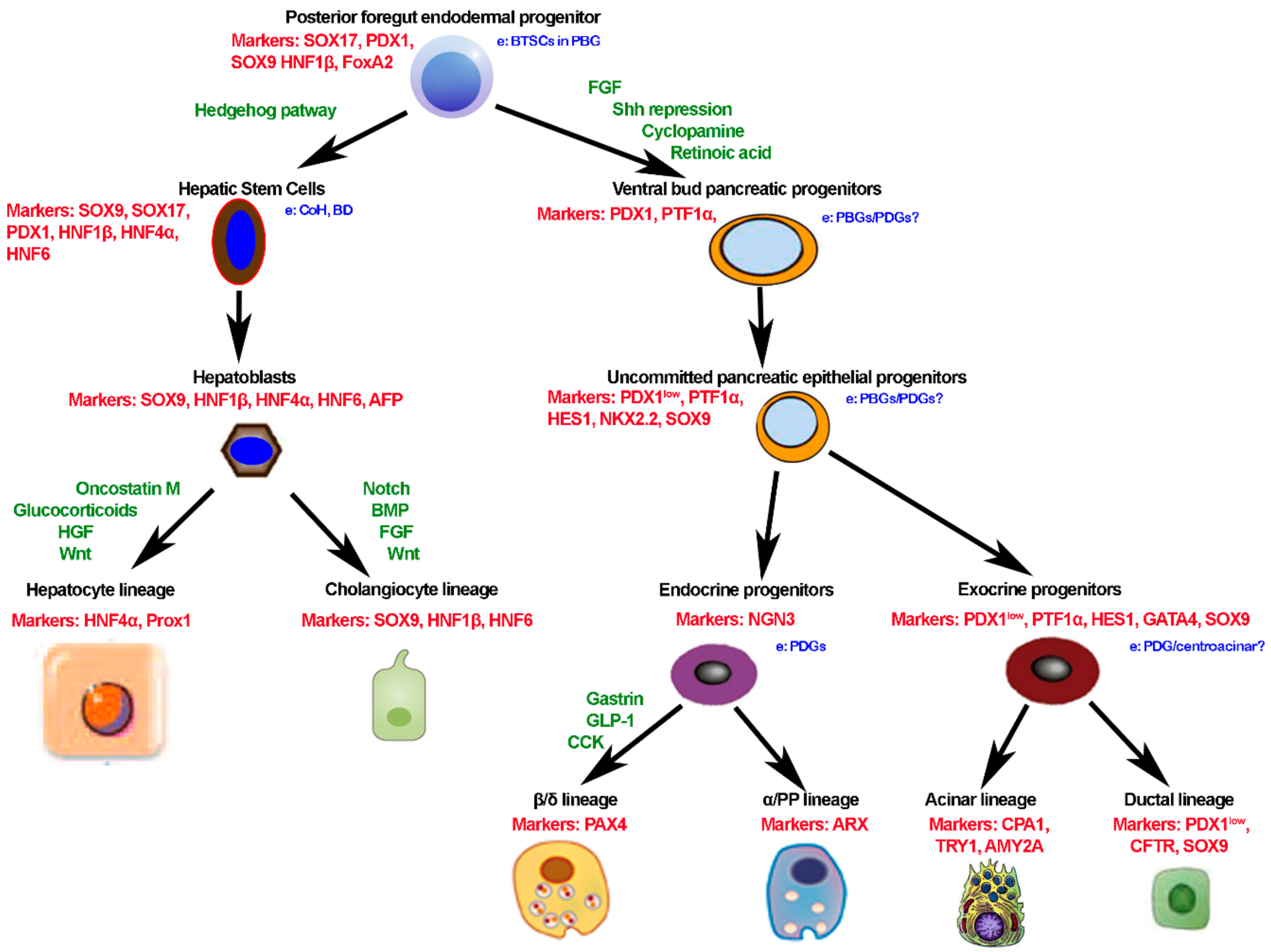 Cells Free Full Text Functions And The Emerging Role Of The Foetal