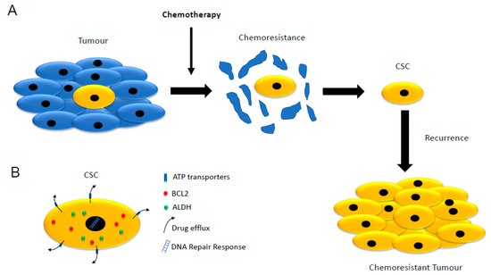 Cancer Stem Cells and Targeting Strategies
