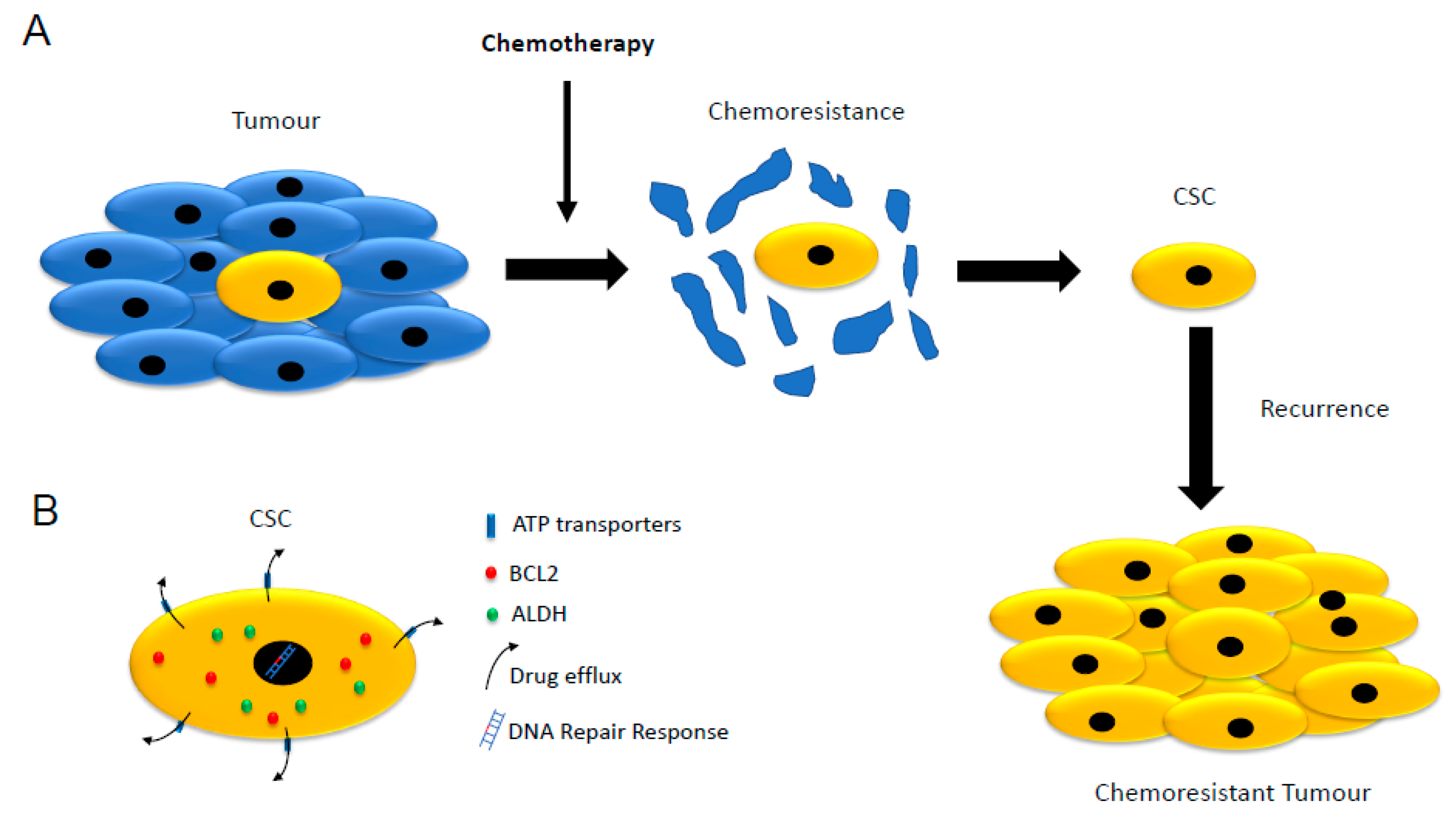 Cancer Stem Cells and Targeting Strategies Biology Diagrams