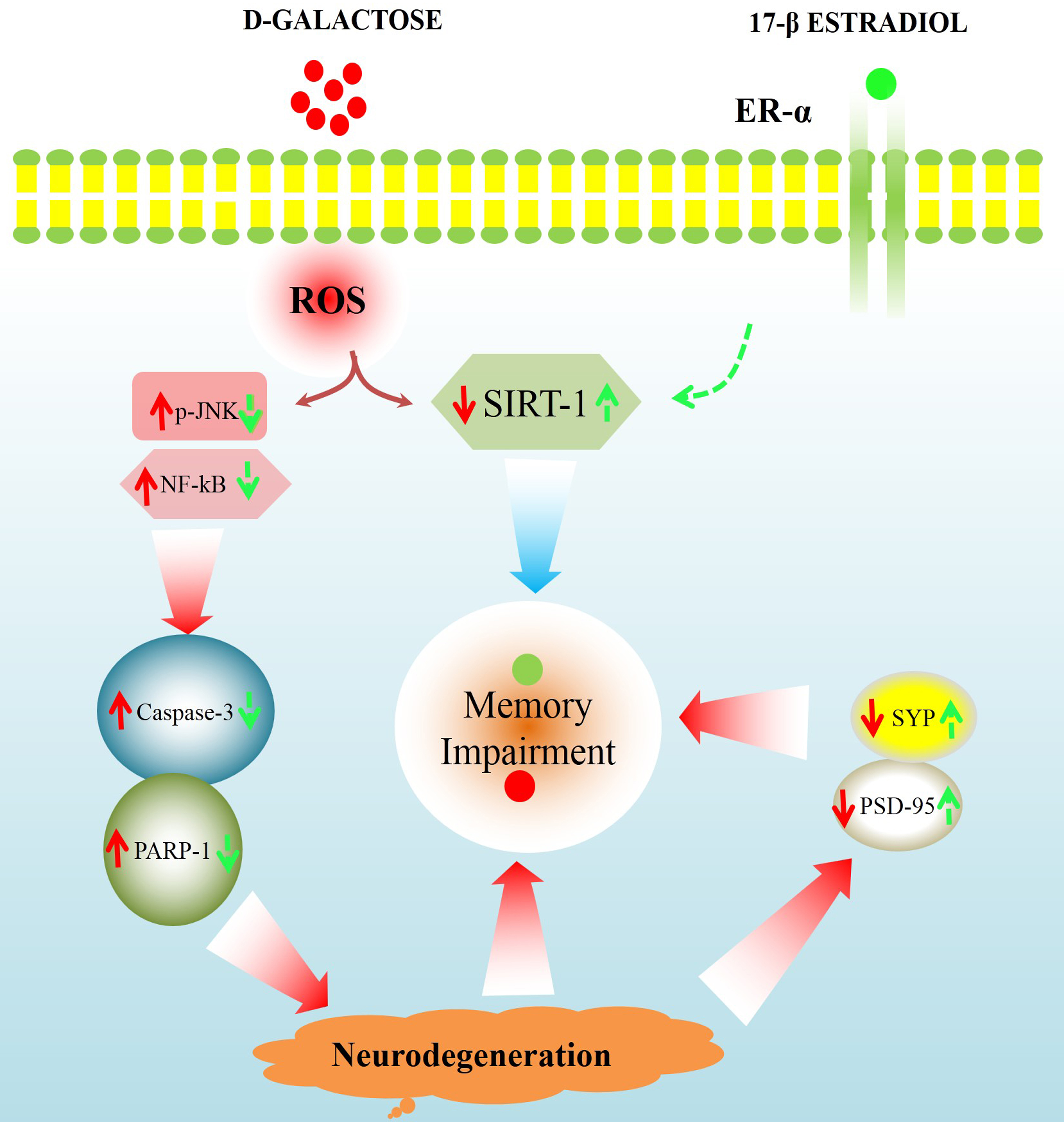 Cells Free Full Text 17b Estradiol Modulates Sirt1 And Halts Oxidative Stress Mediated Cognitive Impairment In A Male Aging Mouse Model Html