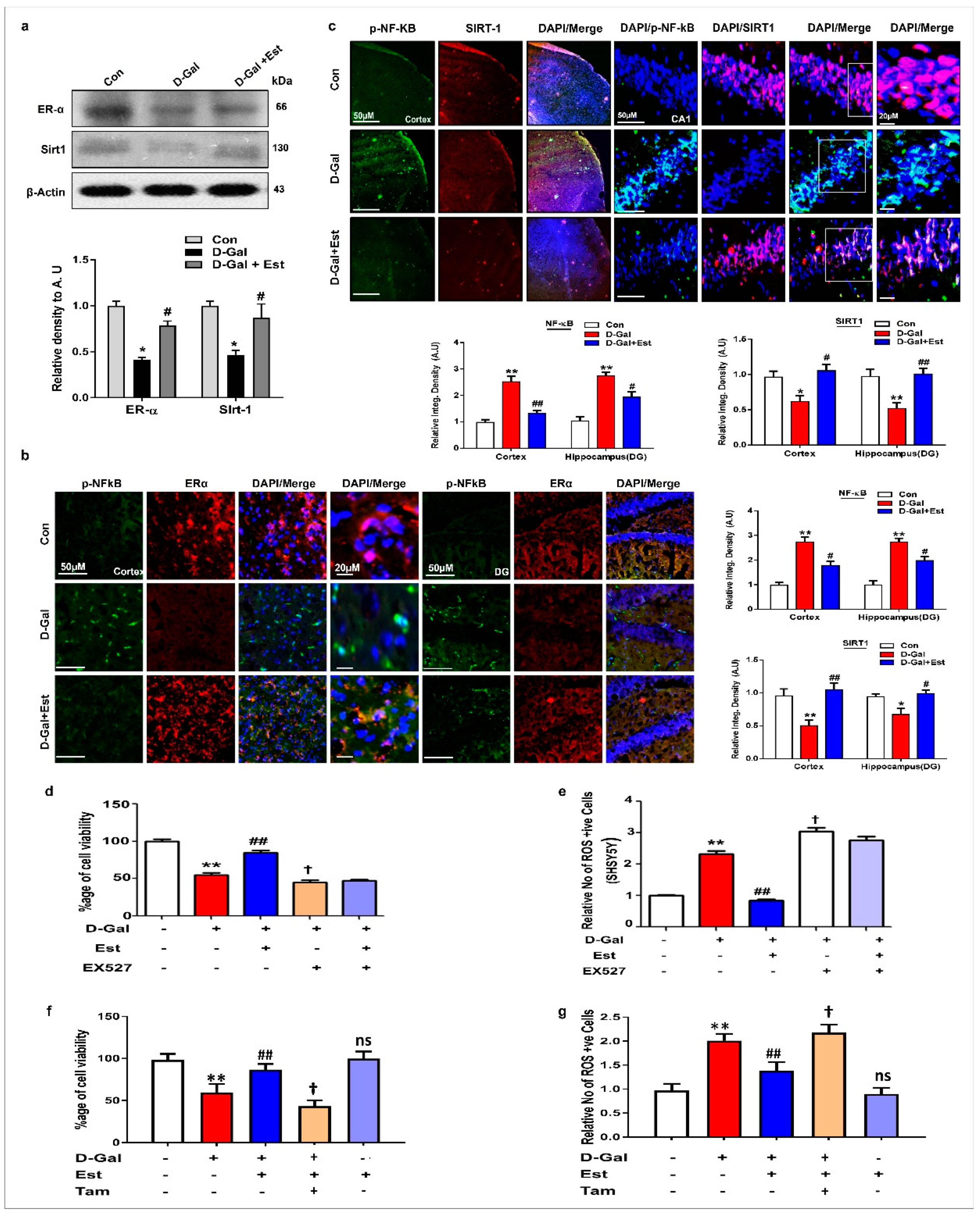 Cells 08 00928 g004