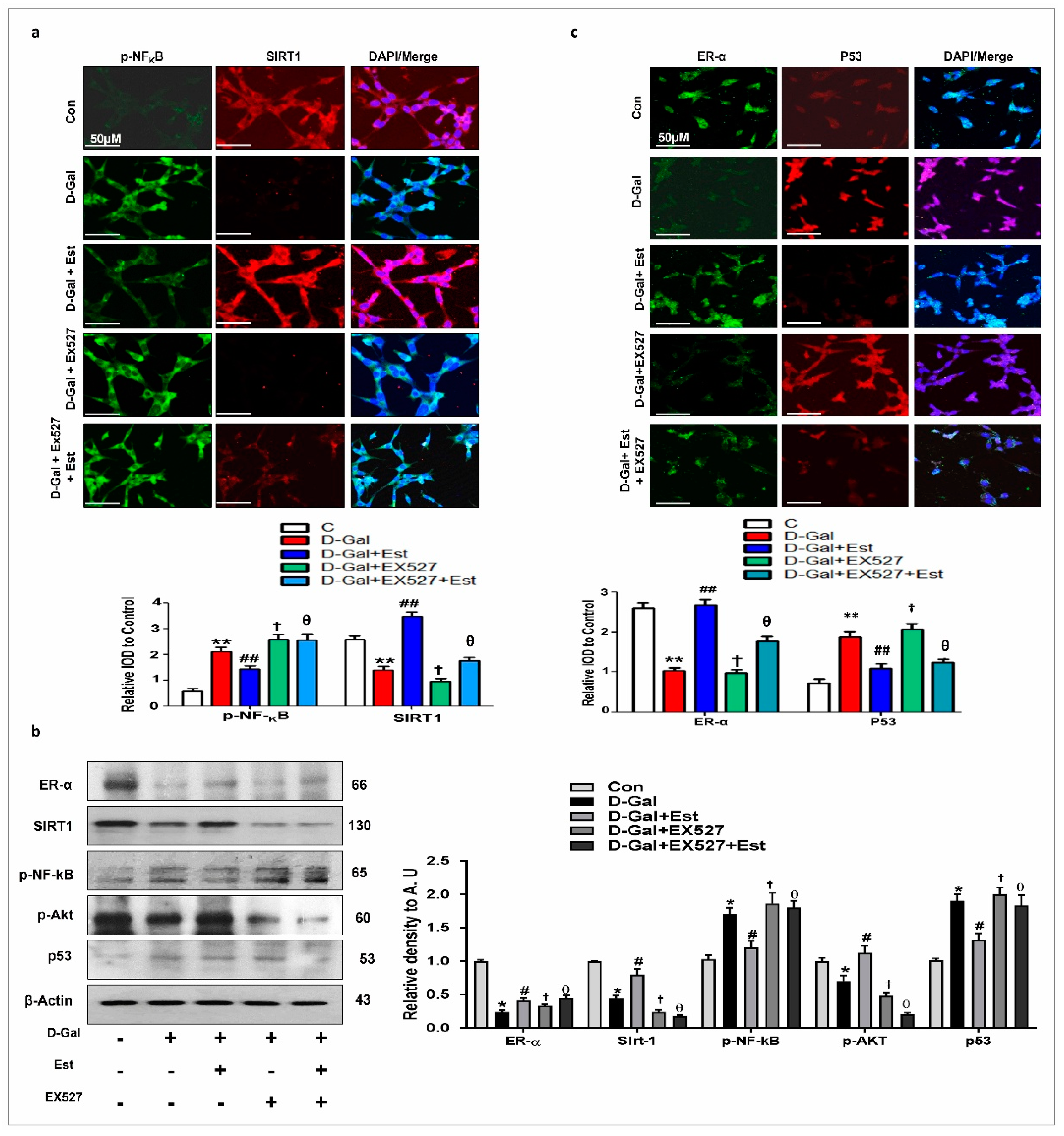 Cells 08 00928 g005