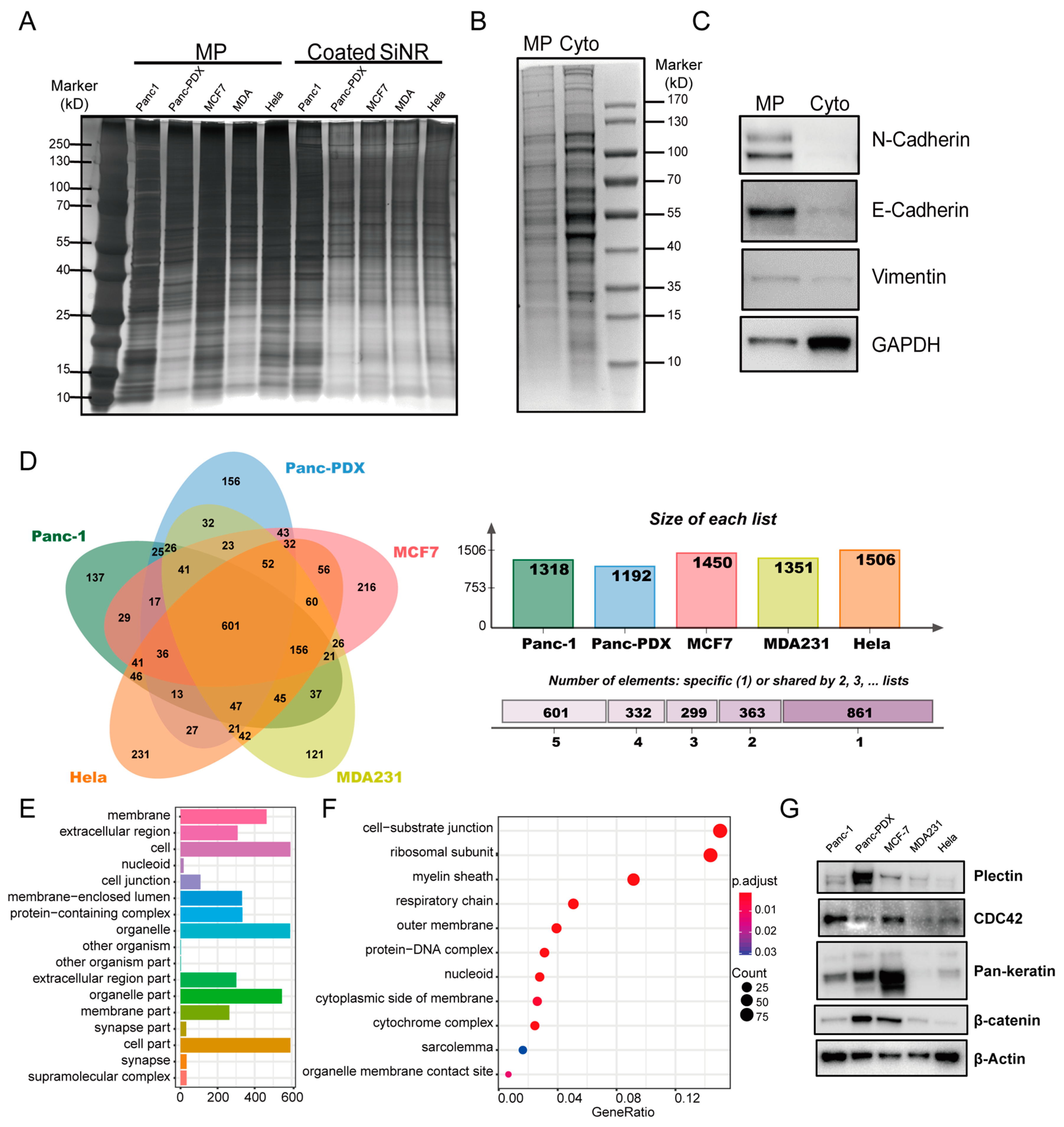 Cells 08 00931 g003 Cells 08 00931 g003
