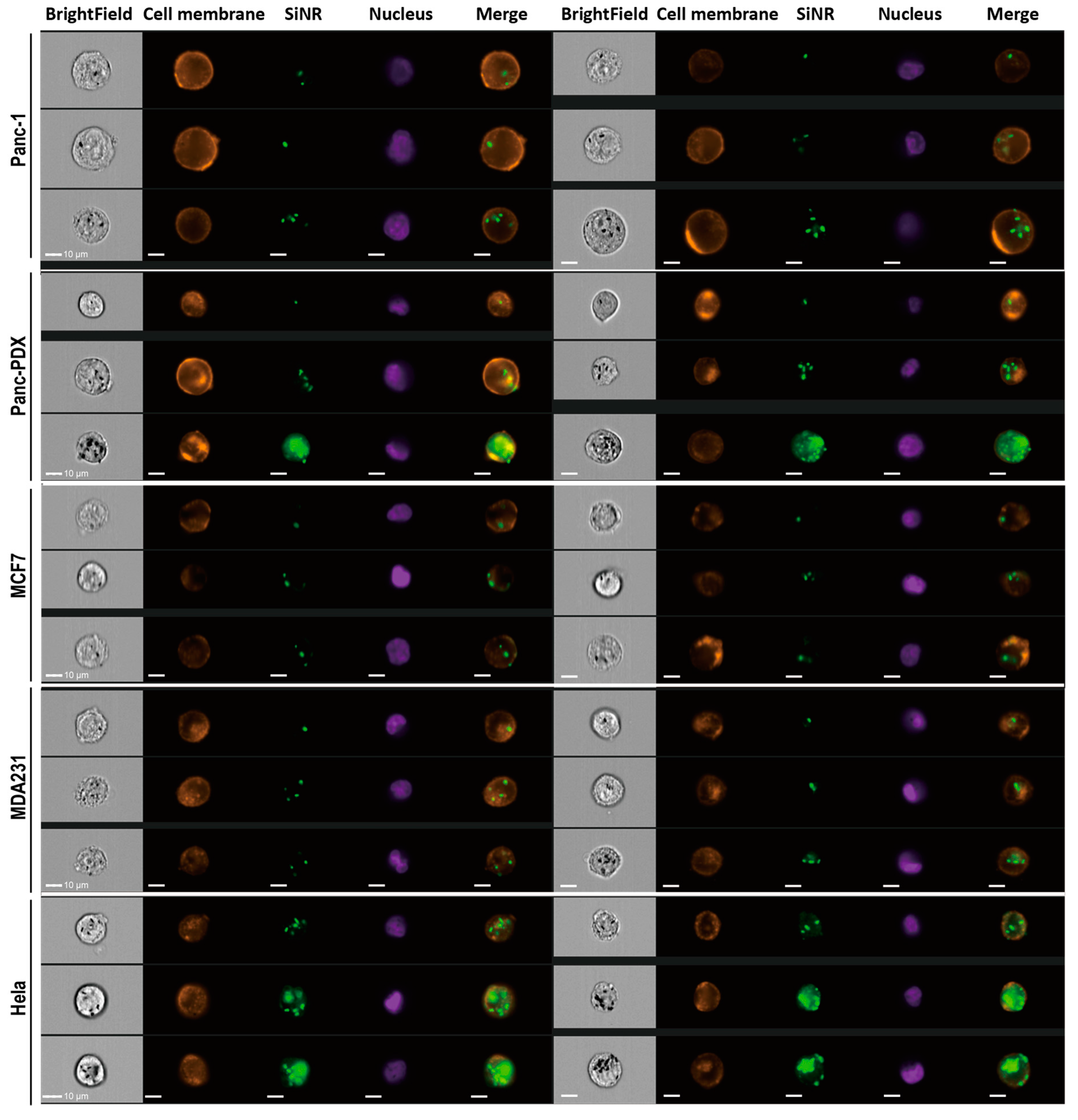 Cells 08 00931 g005 Cells 08 00931 g005