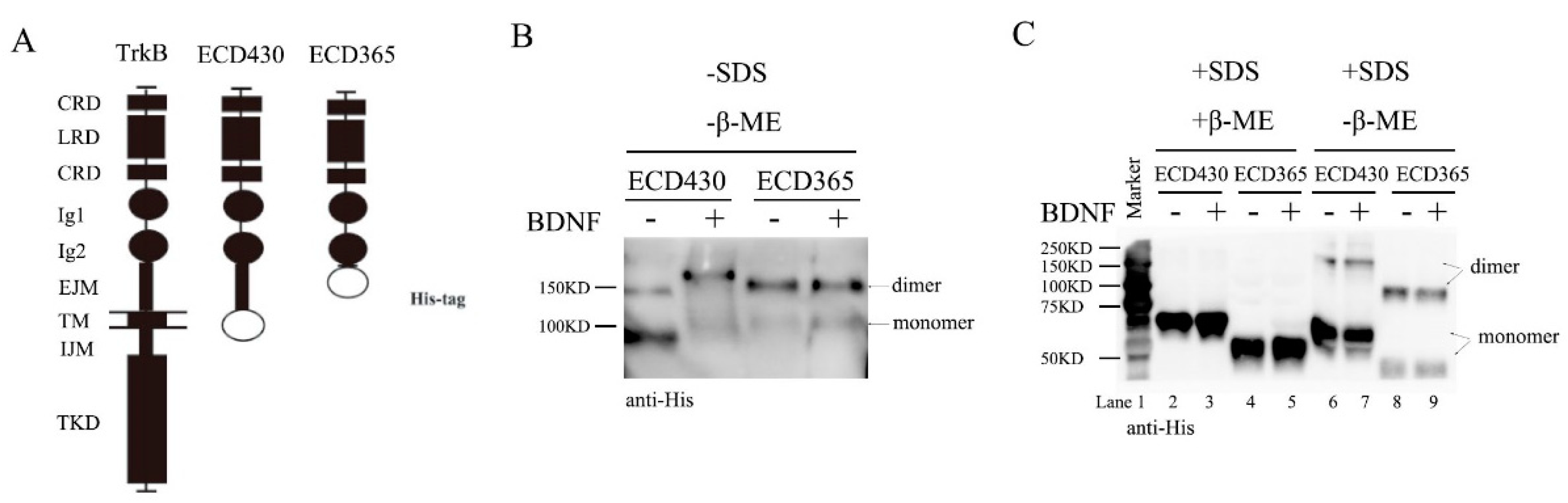 Cells 08 00932 g002 Cells 08 00932 g002