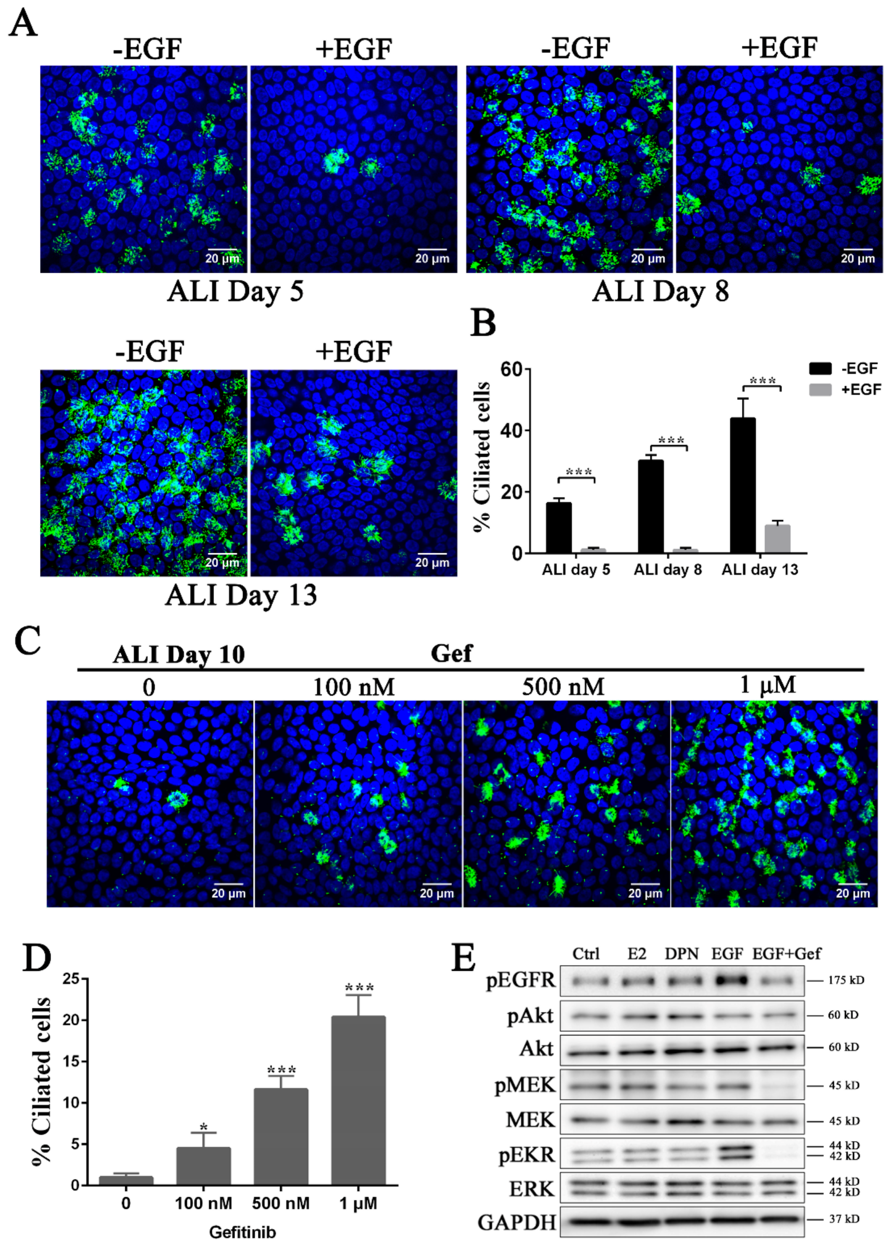Cells 08 00933 g003 Cells 08 00933 g003